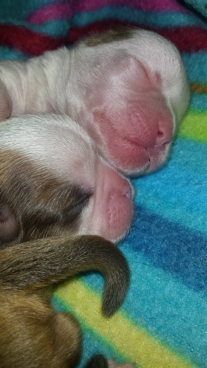 newborn puppy shitzu free photo