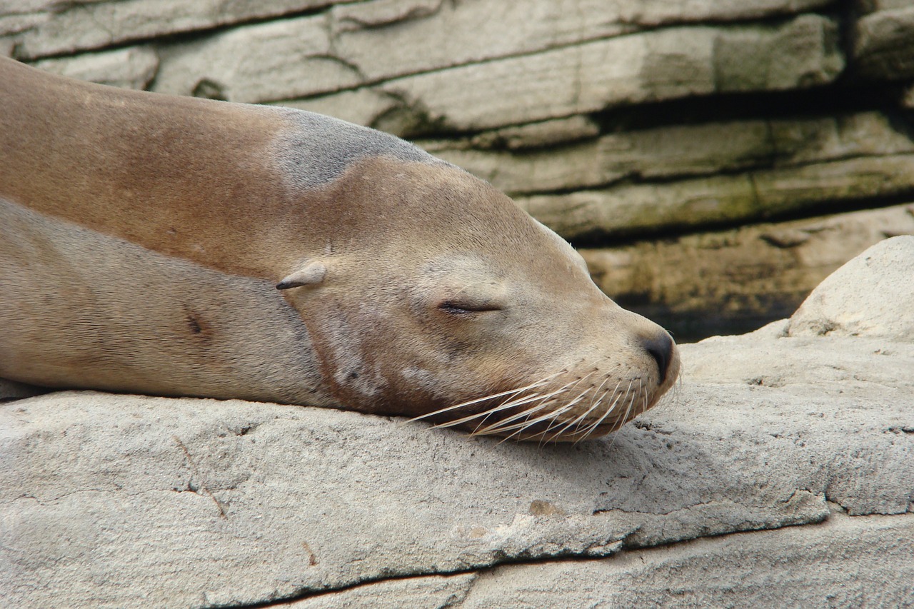 sleep sea lion rest free photo