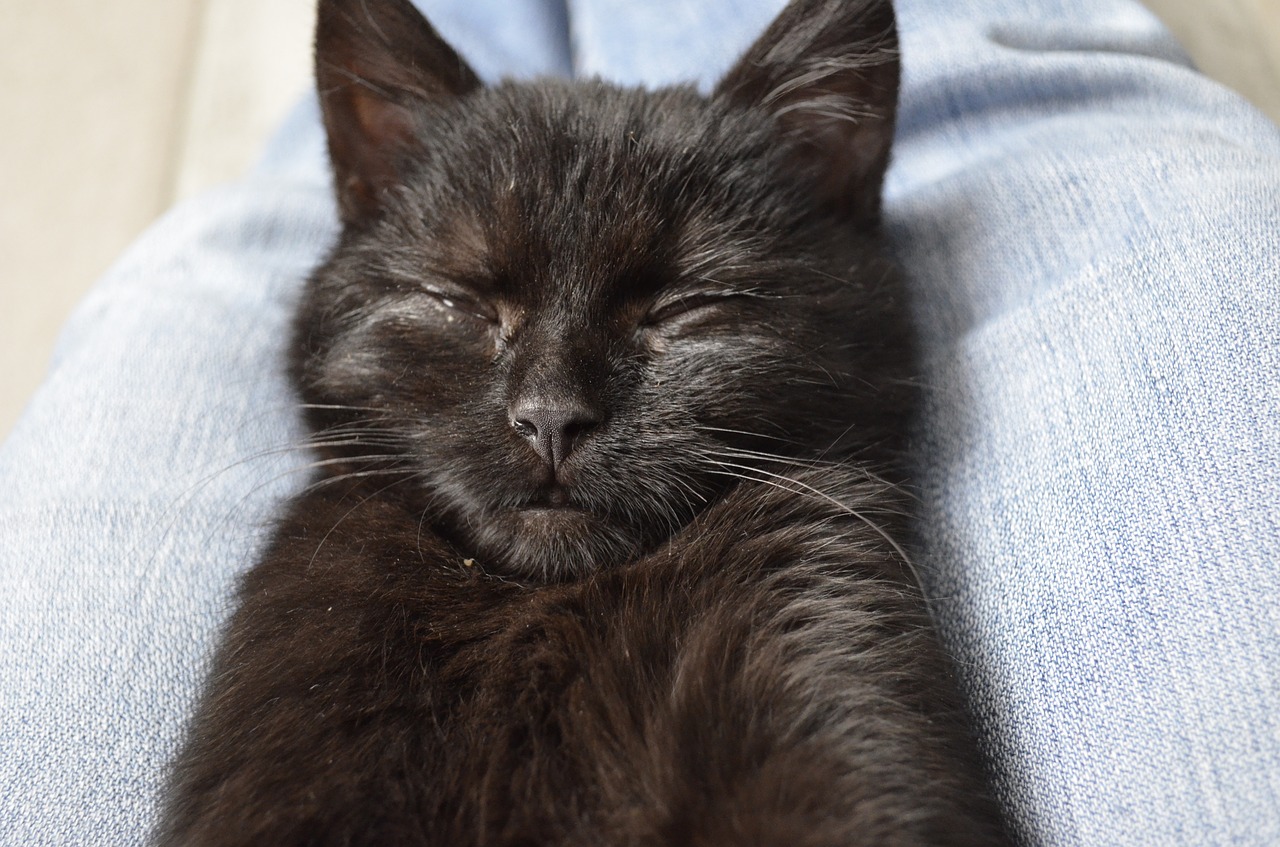 sleep hugo black cat free photo