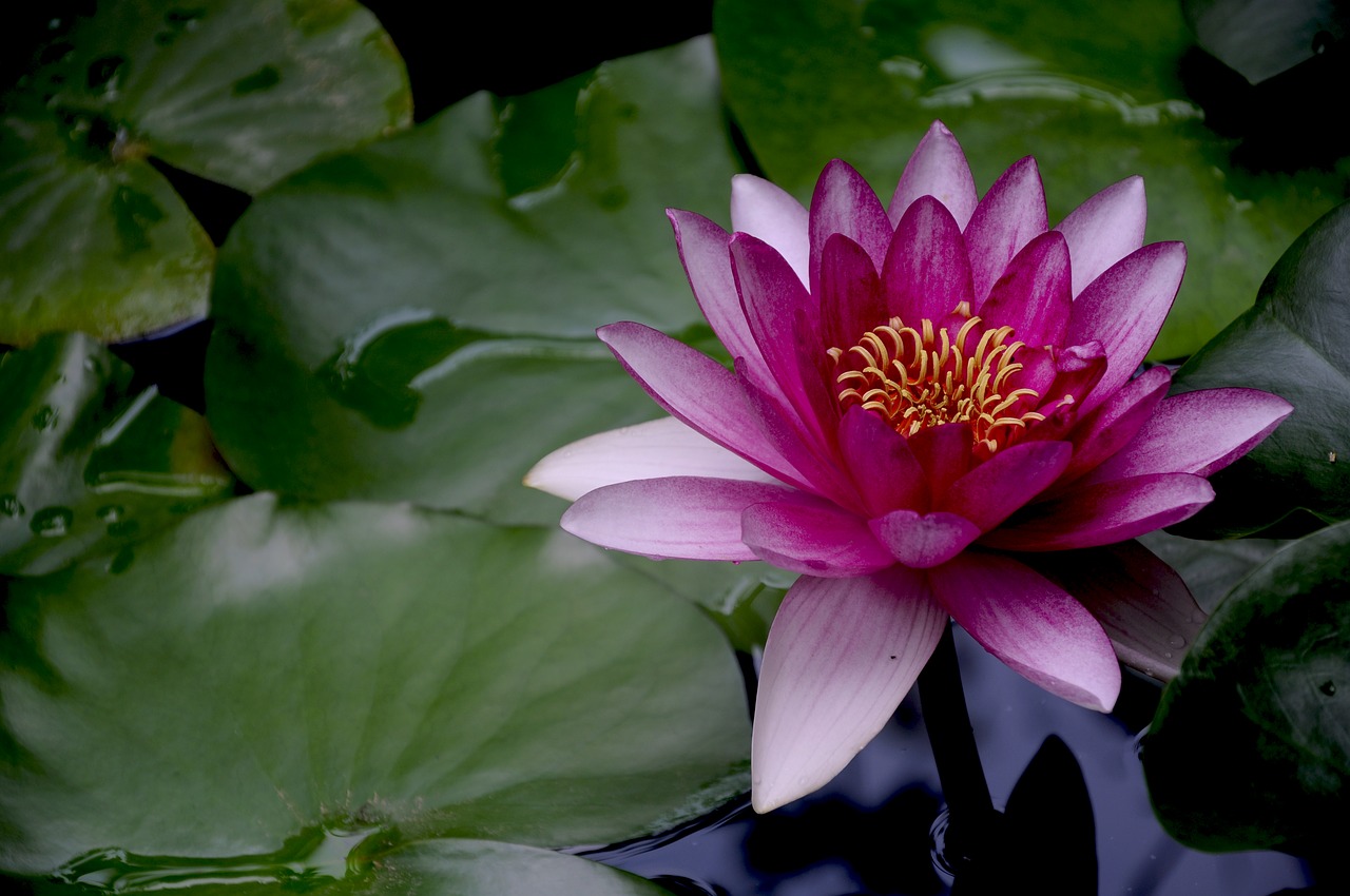 sleep lotus flower free photo