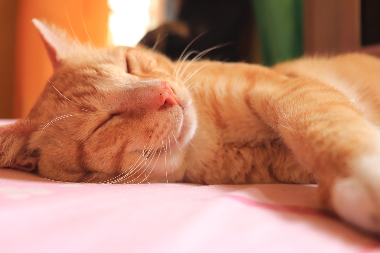 sleep  domestic  cute free photo