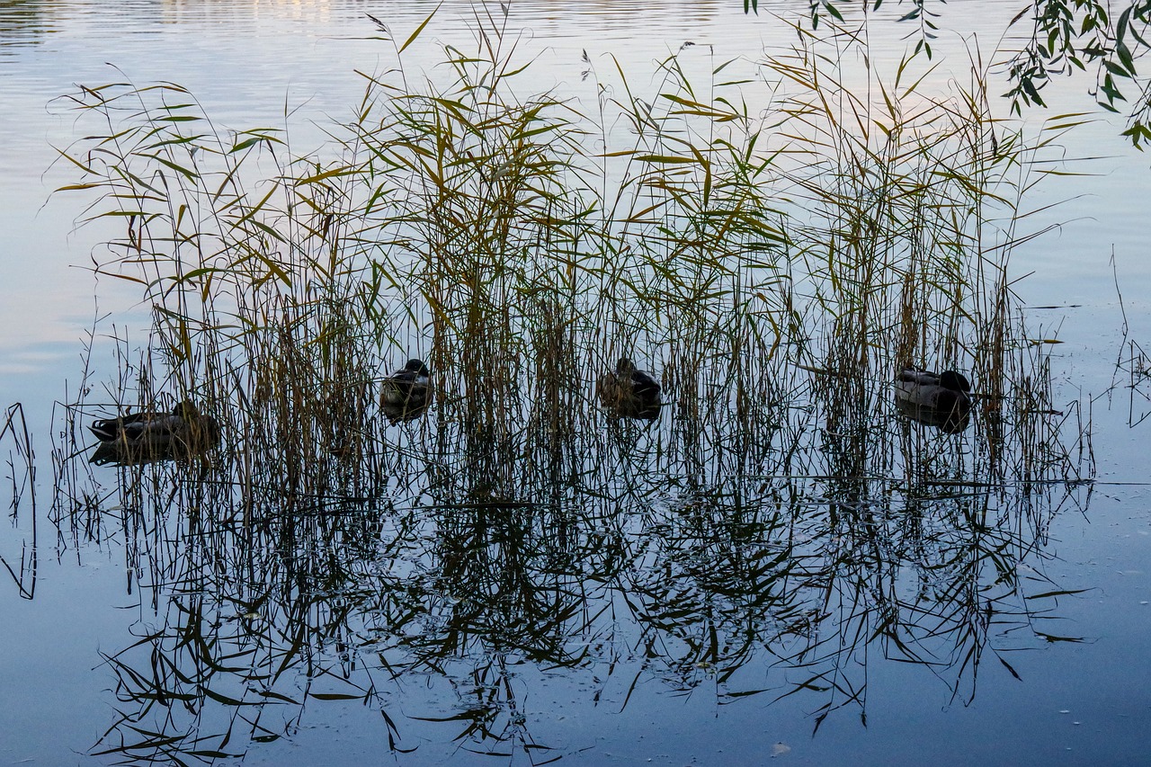 sleep  sunset  a bed of reeds free photo