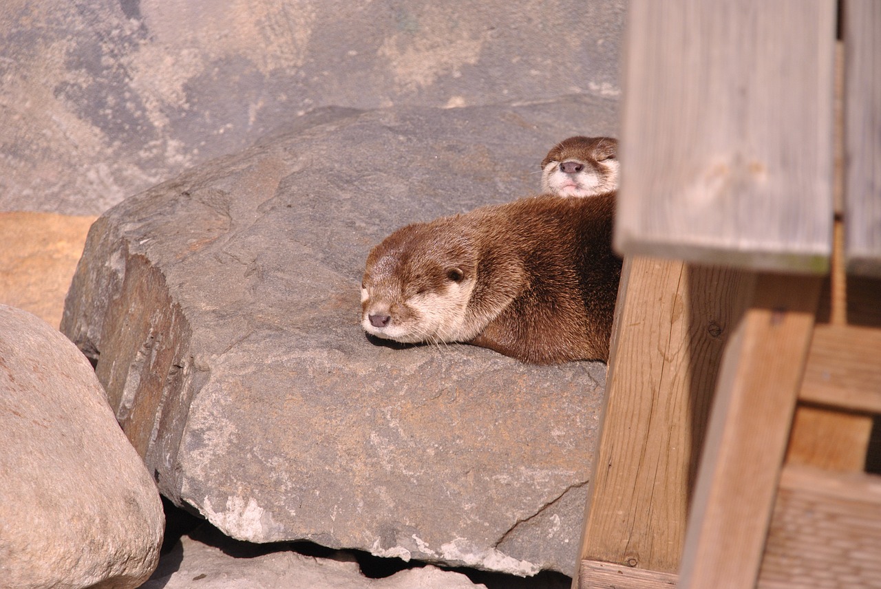 sleeping otter zoo free photo