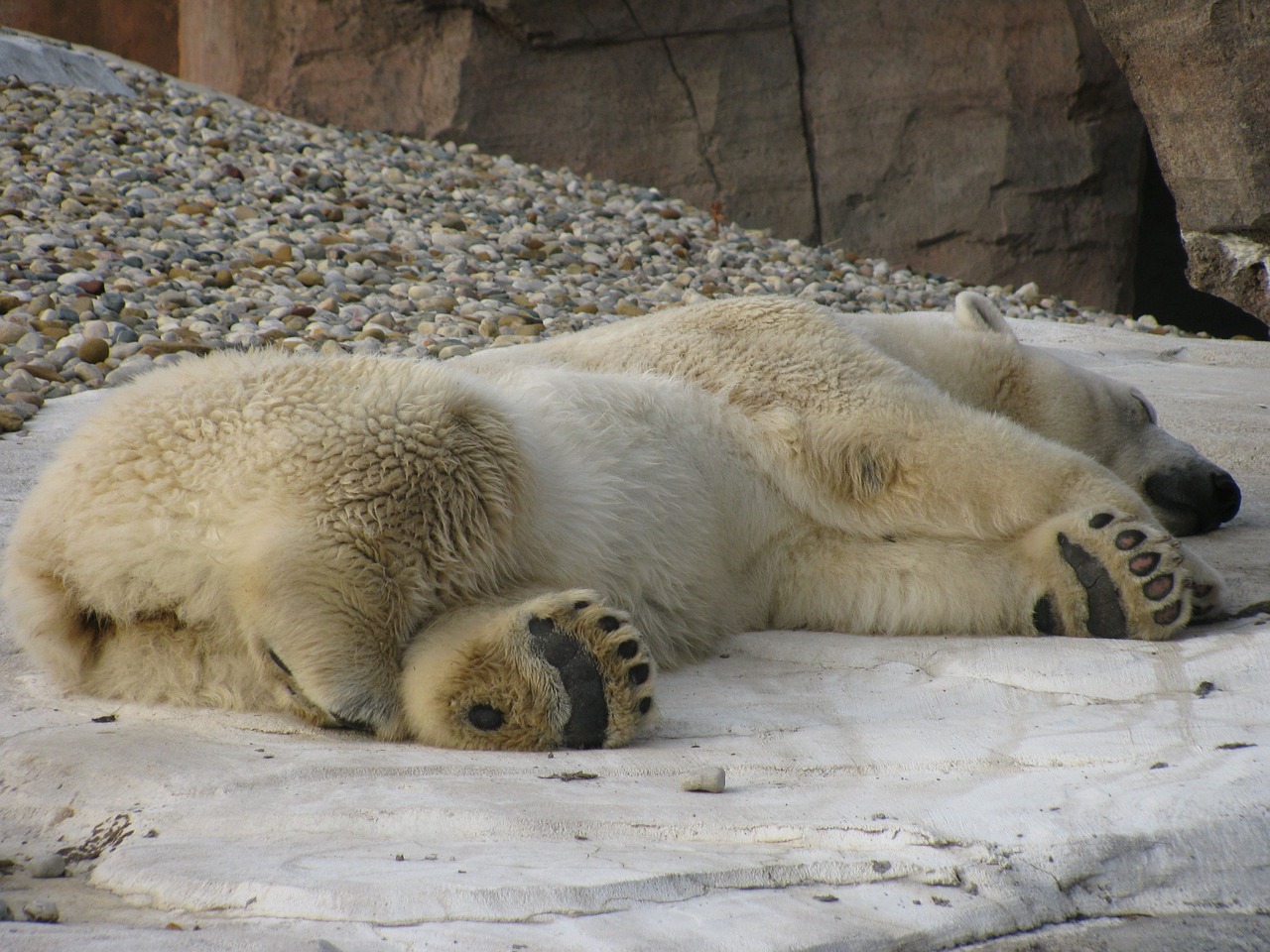 sleeping polar bear sleep free photo