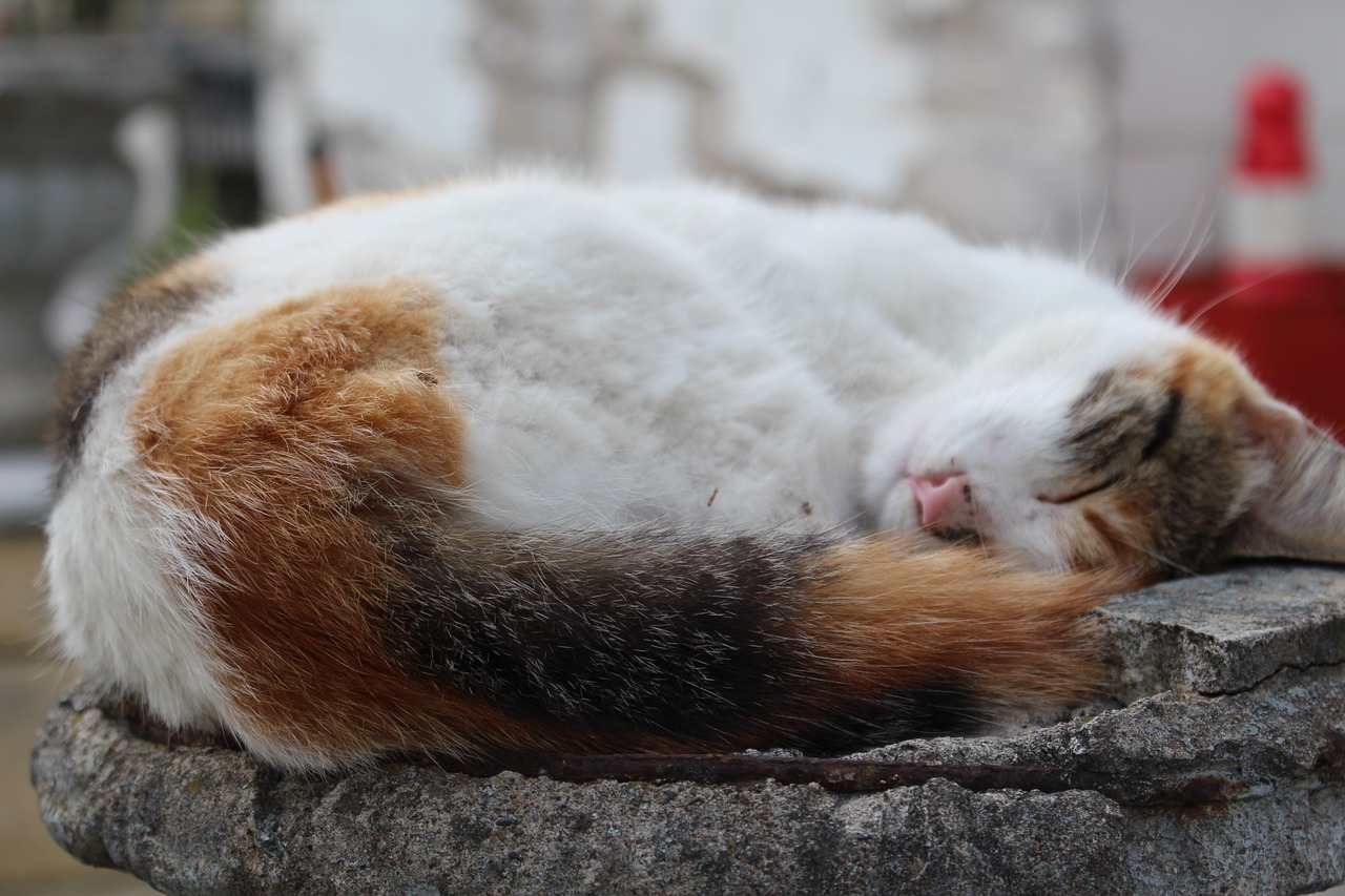 sleeping cate cute free photo