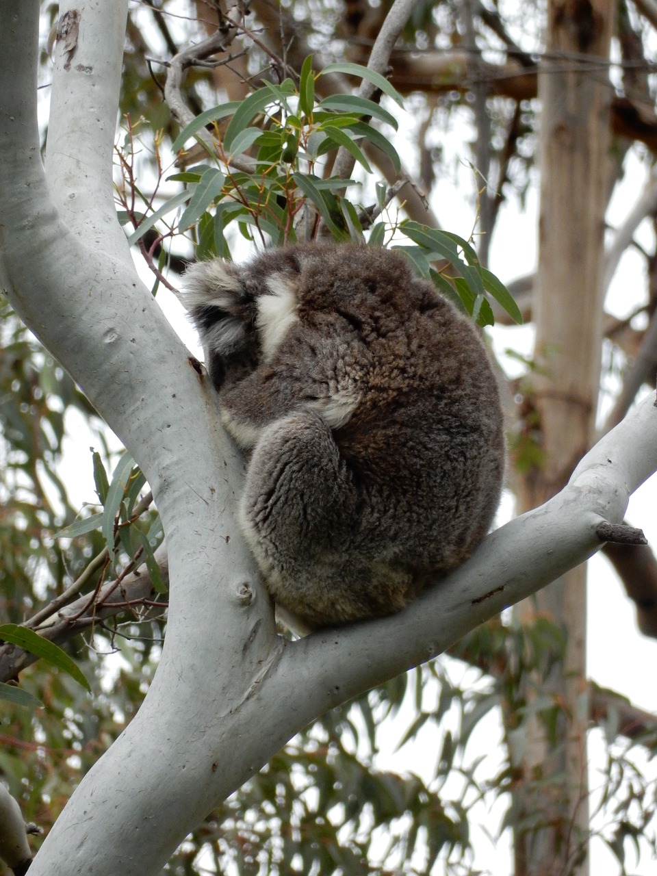 sleeping koala australia free photo