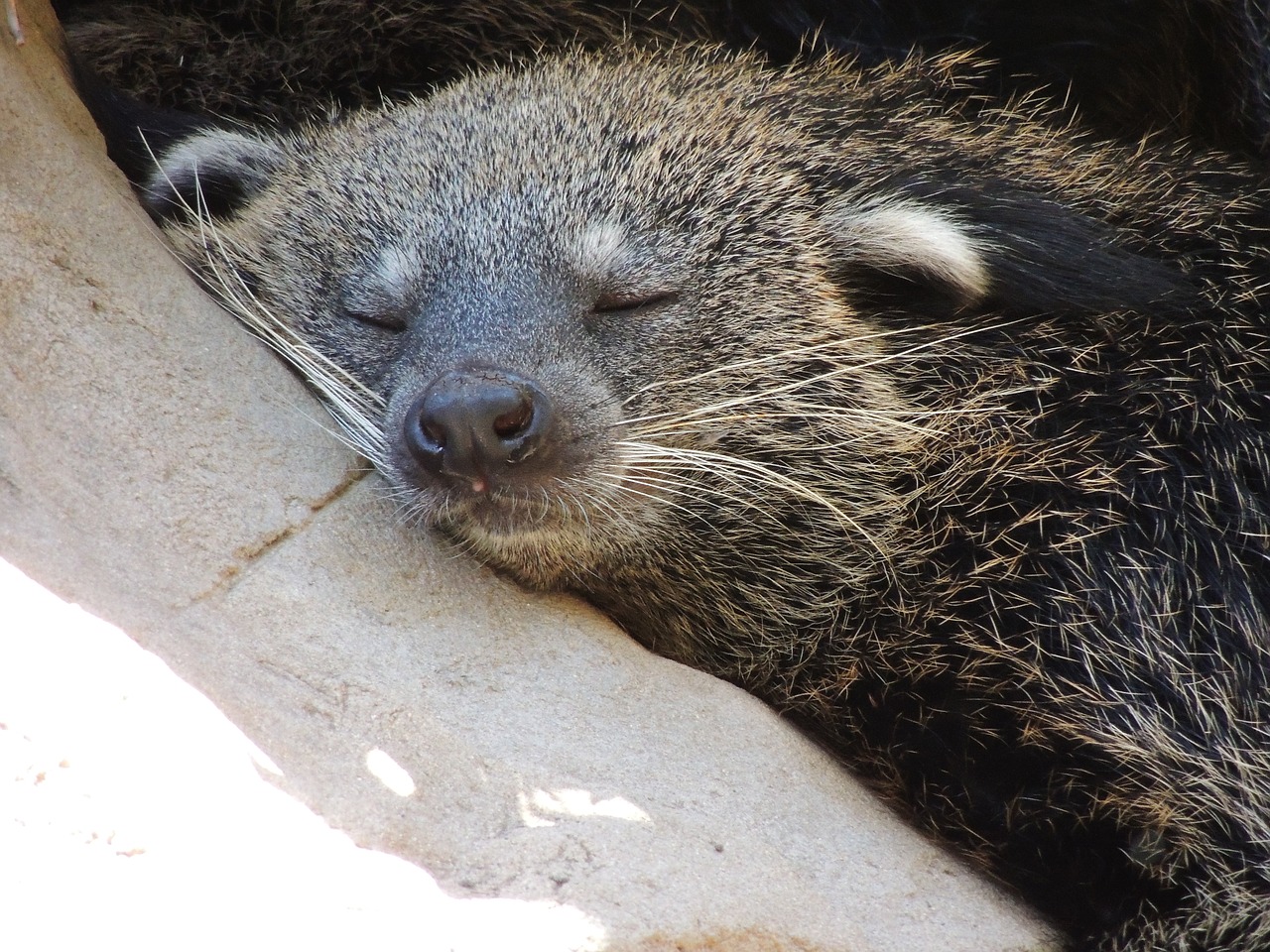 sleeping animal zoo free photo