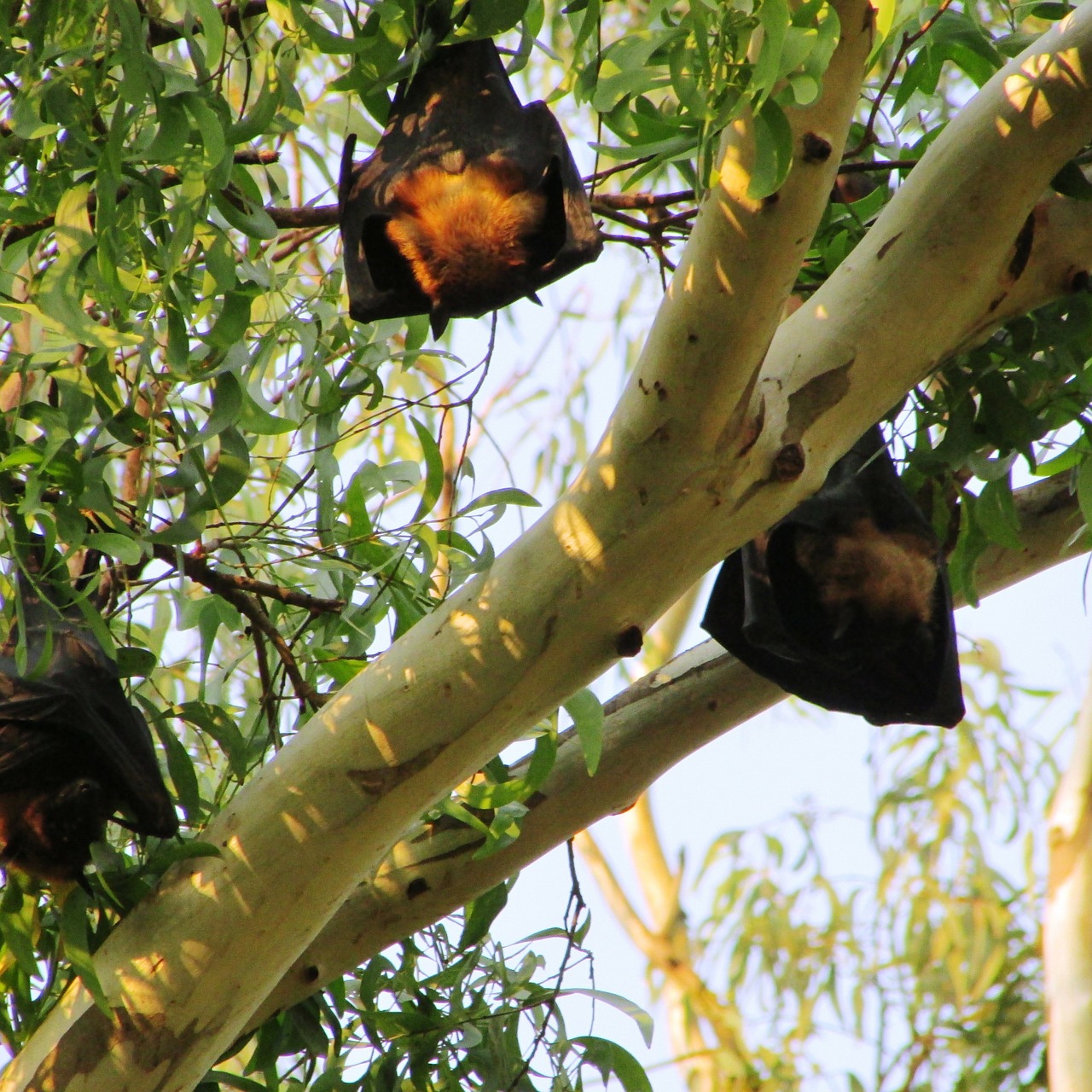 sleeping bats dharwad free photo