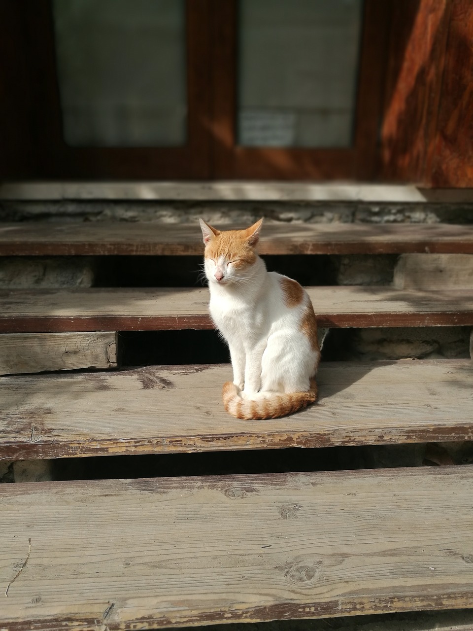 sleeping  cat  stairs free photo