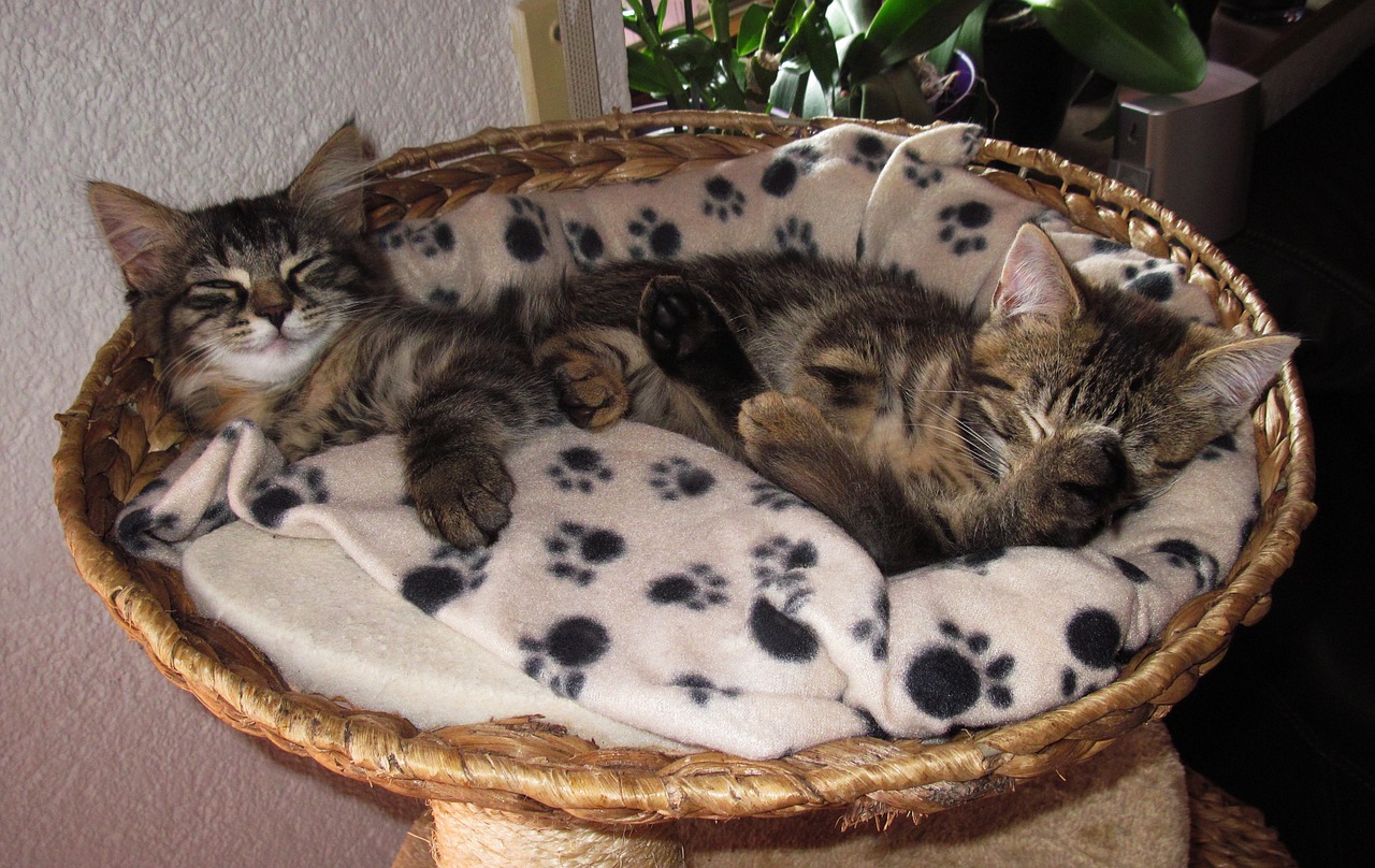 sleeping 2 kittens snuggle free photo