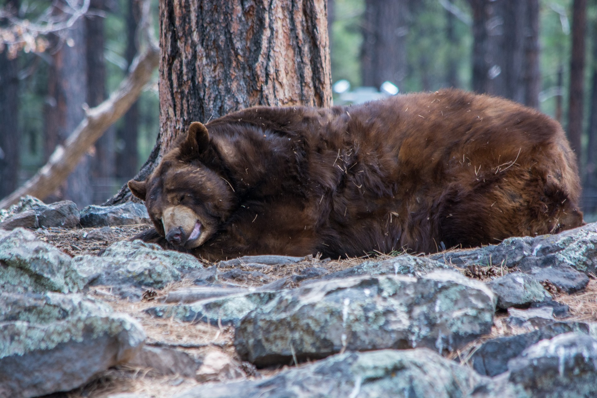 Нашли в лесу спящего. Бурый медведь в берлоге. Бурый медведь в спячке. Медвежья Берлога. Бурый медведь зимой в берлоге.