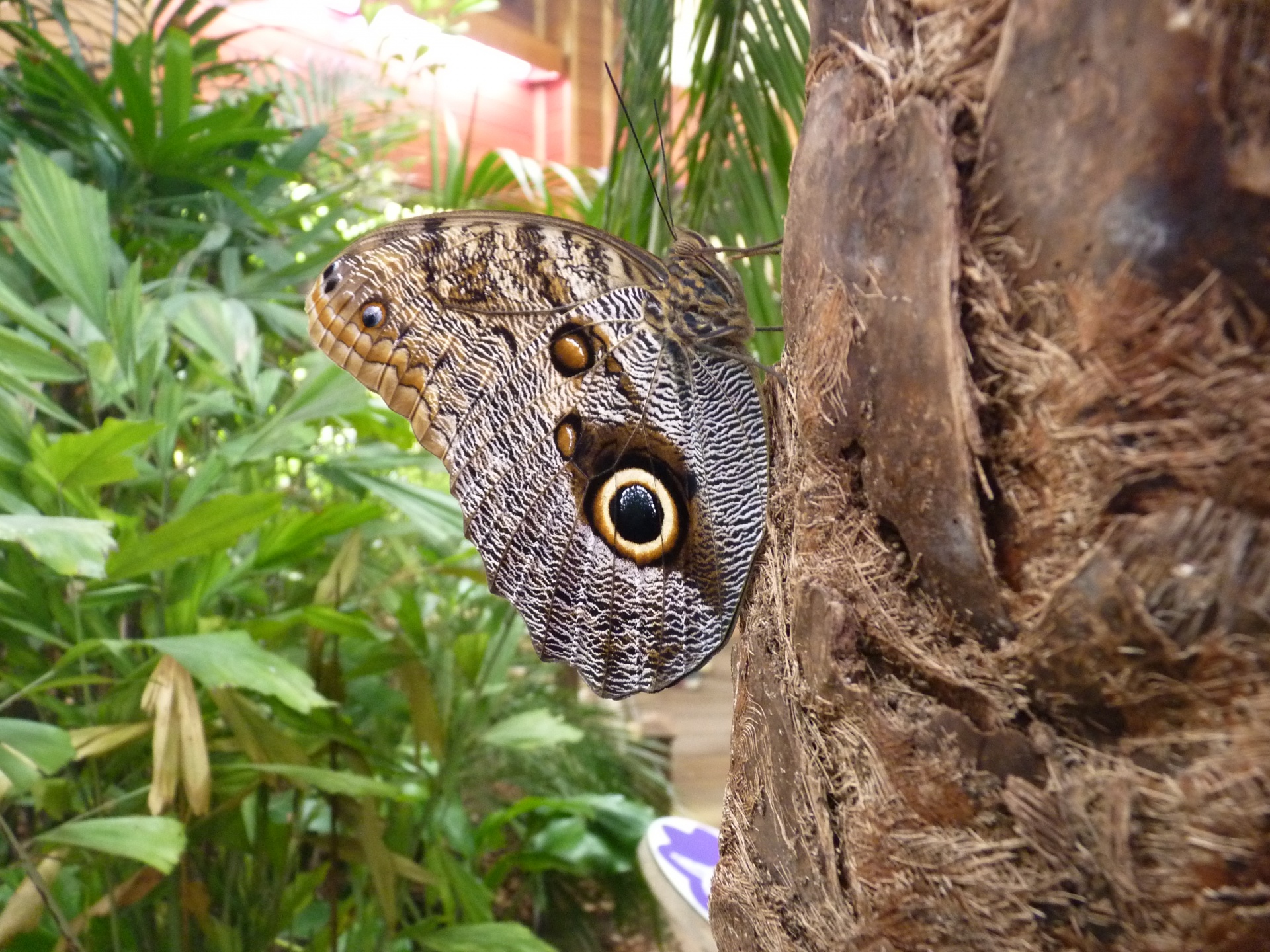 insect butterfly wings free photo