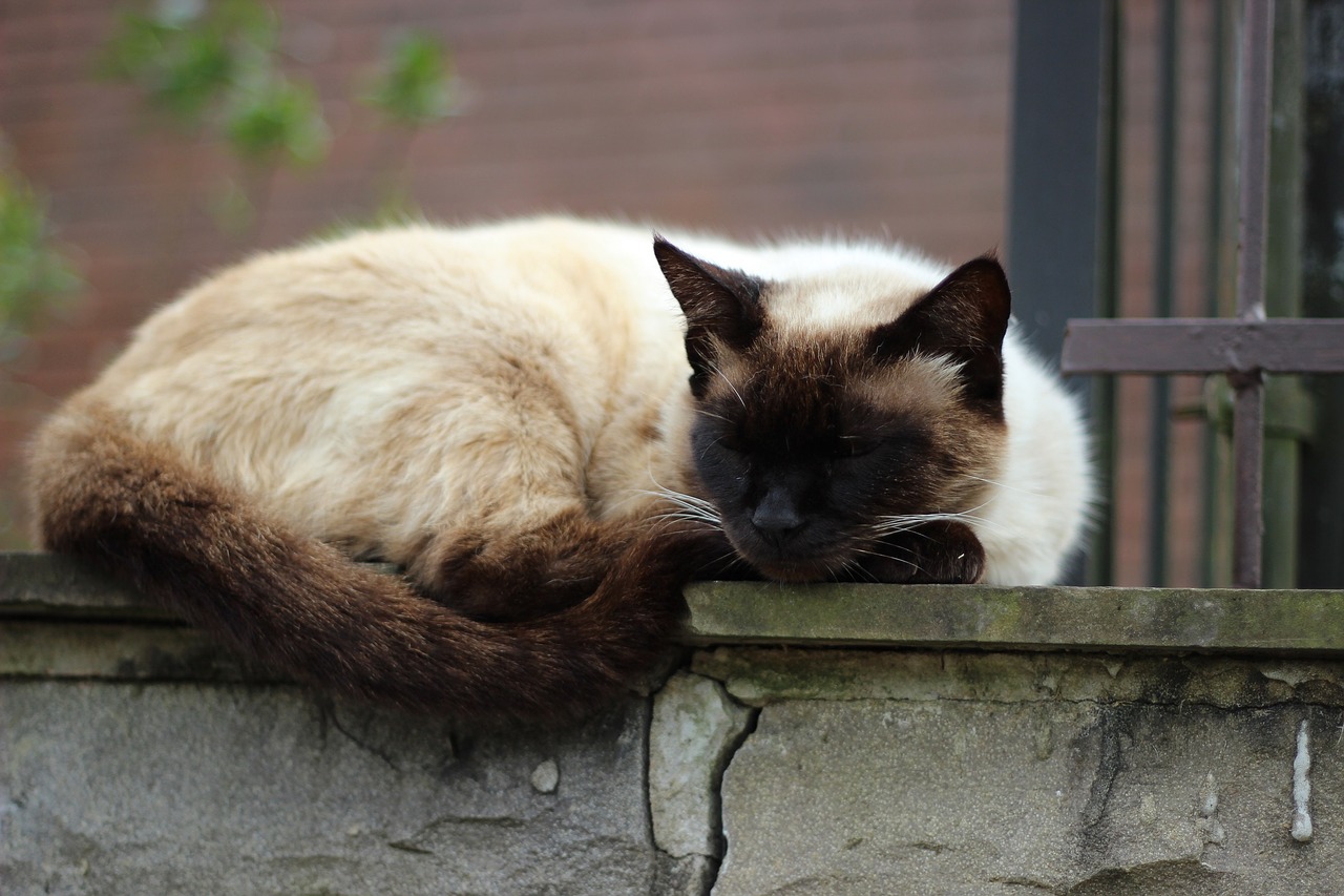 sleeping cat outdoors wall free photo