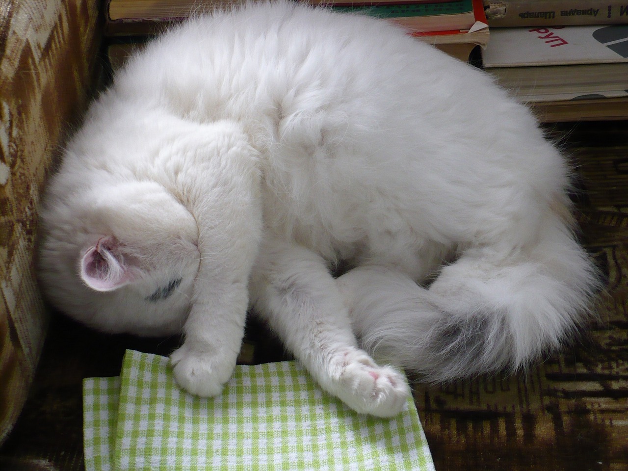 sleeping cat indoors longhair free photo