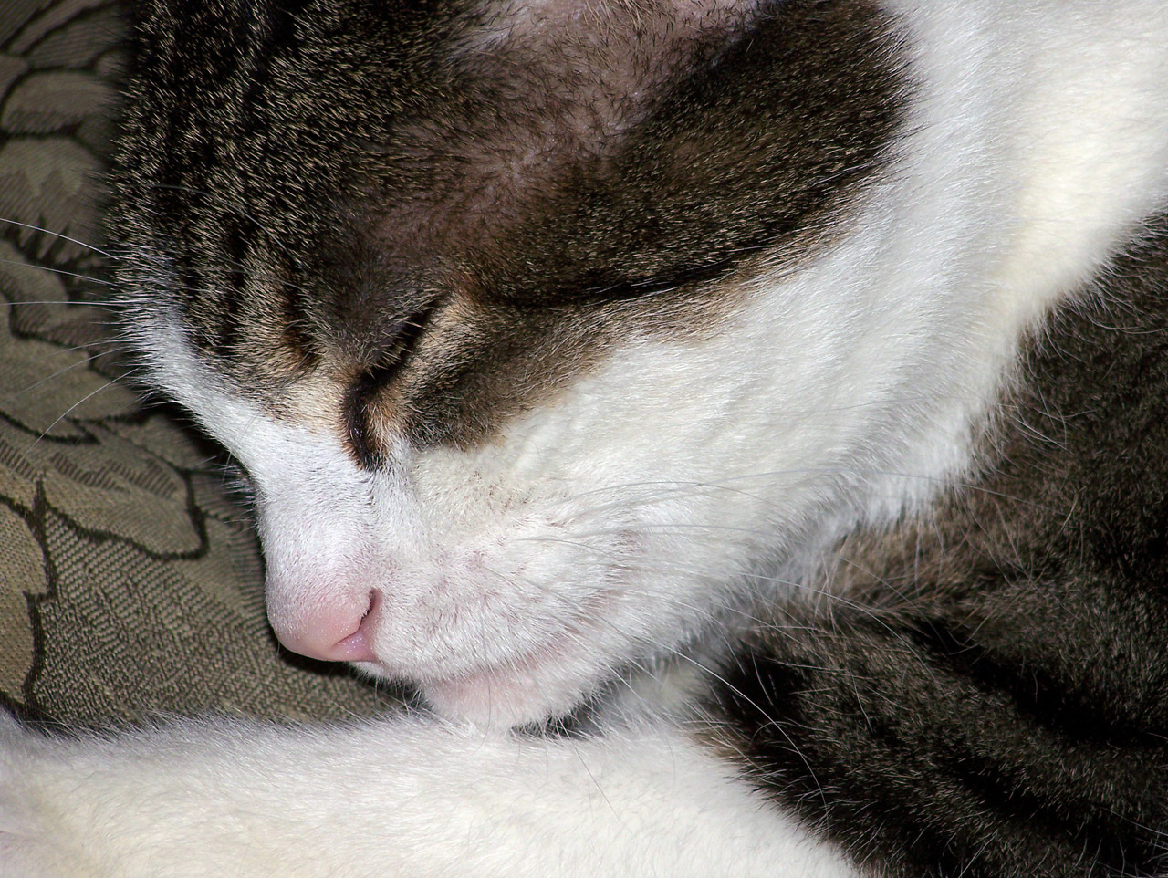 sleeping cat sleep free photo