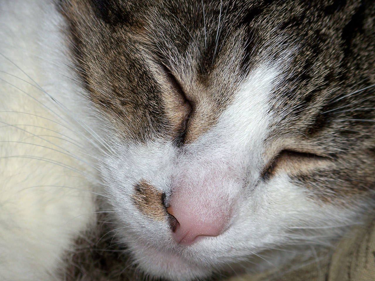 cat sleeping sleep free photo