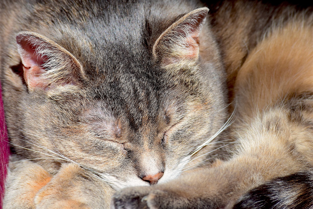 sleeping cat portrait cat free photo