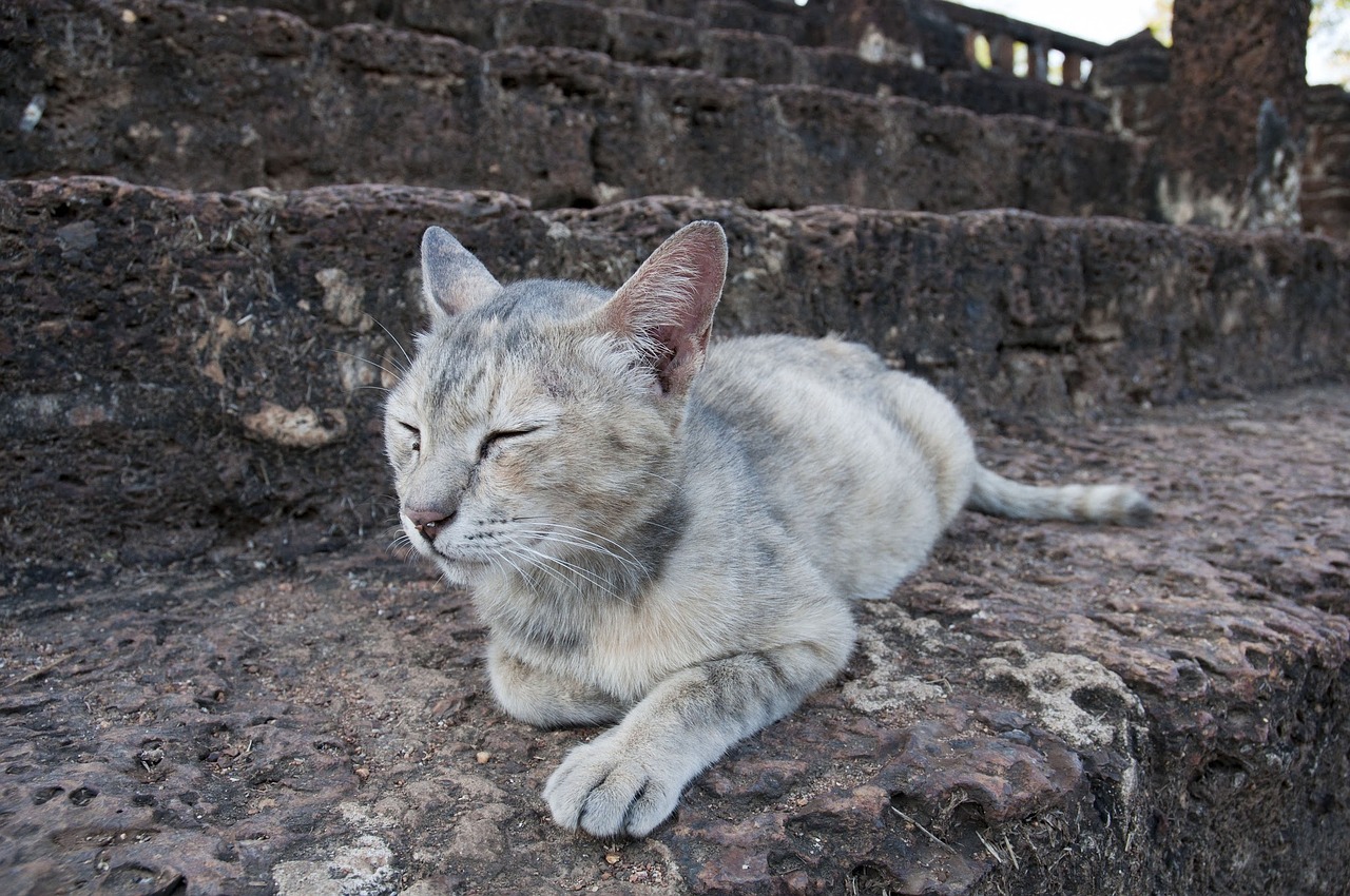 sleeping cat cat rock free photo