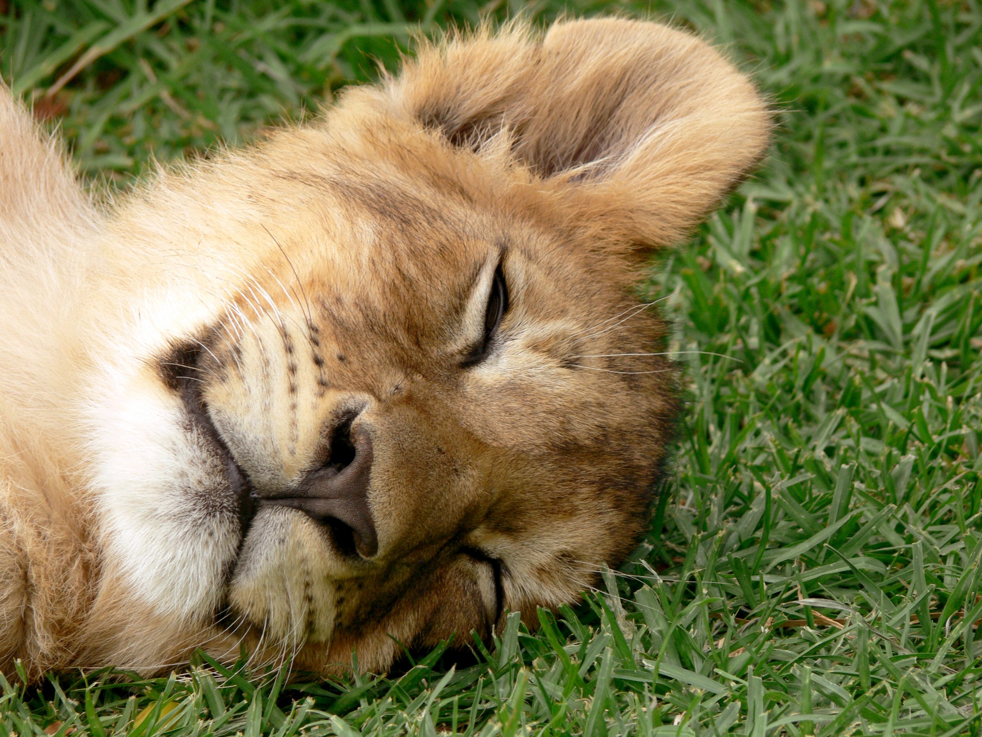 sleeping cub lion free photo
