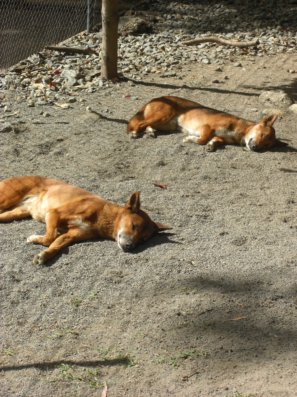 sleeping dingo sleepy free photo