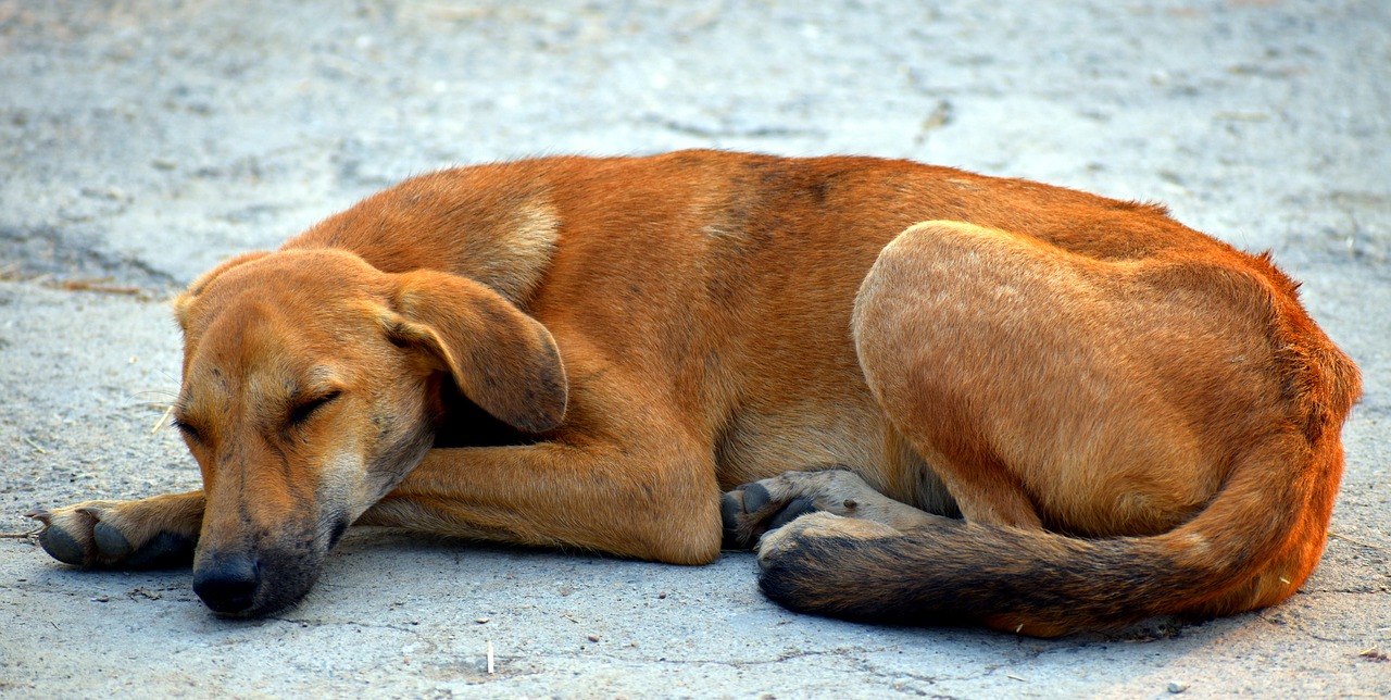 sleeping dog street dog animal free photo