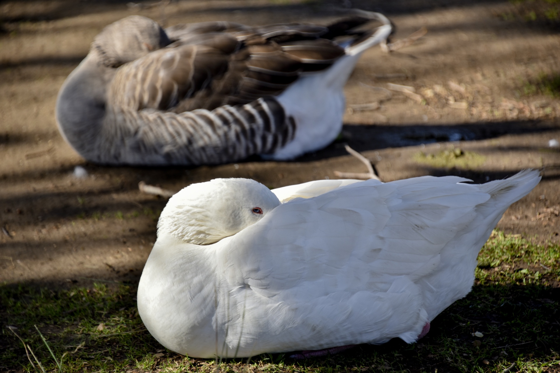 geese sleeping heads tucked free photo