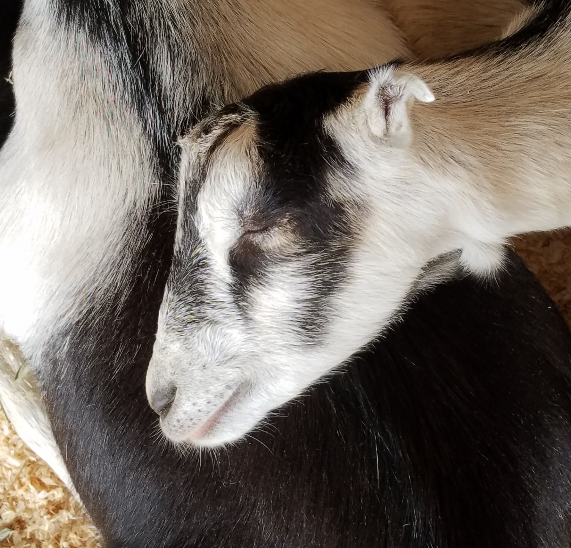goat black white farm free photo