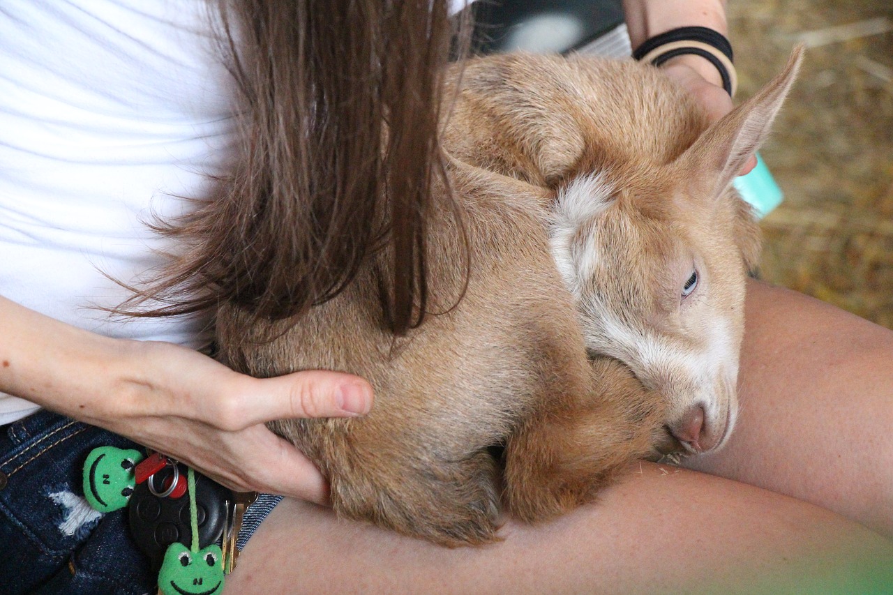 sleeping goat light brown goat free photo