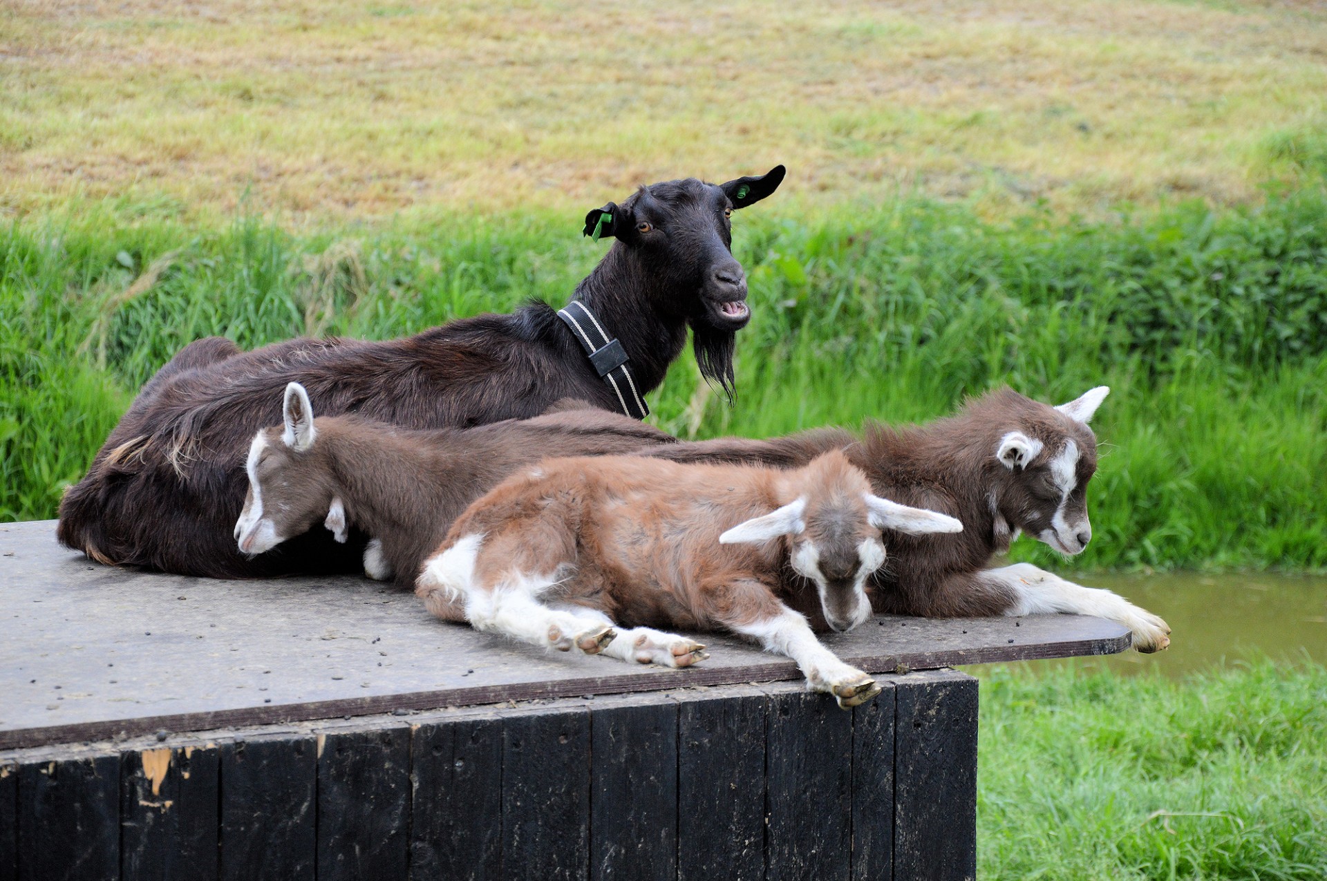 Спящие козы