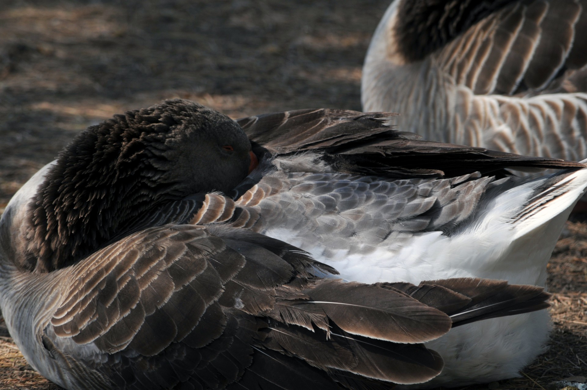 goose sleeping feather free photo