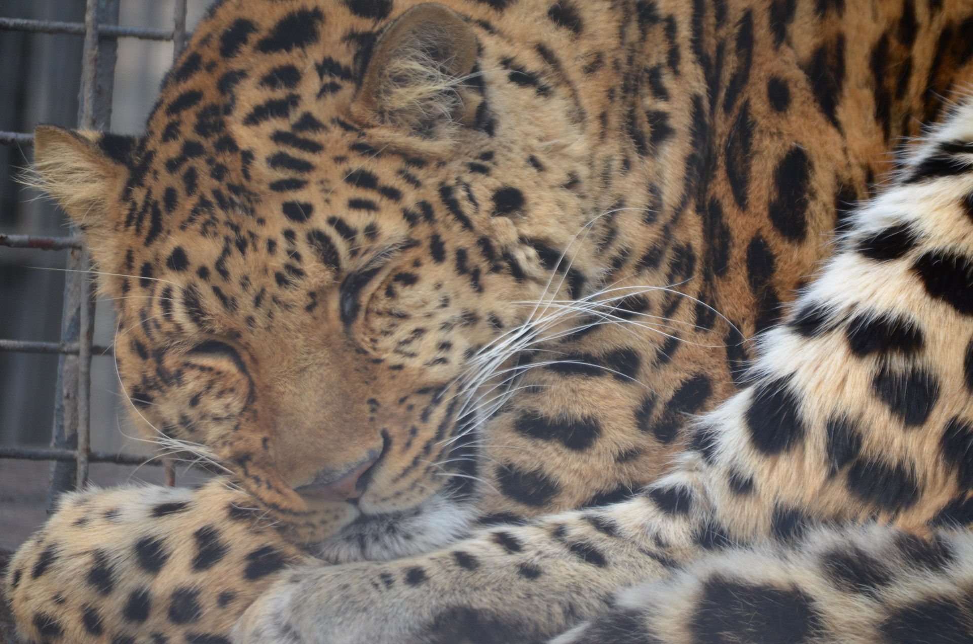 jaguar big cat free photo