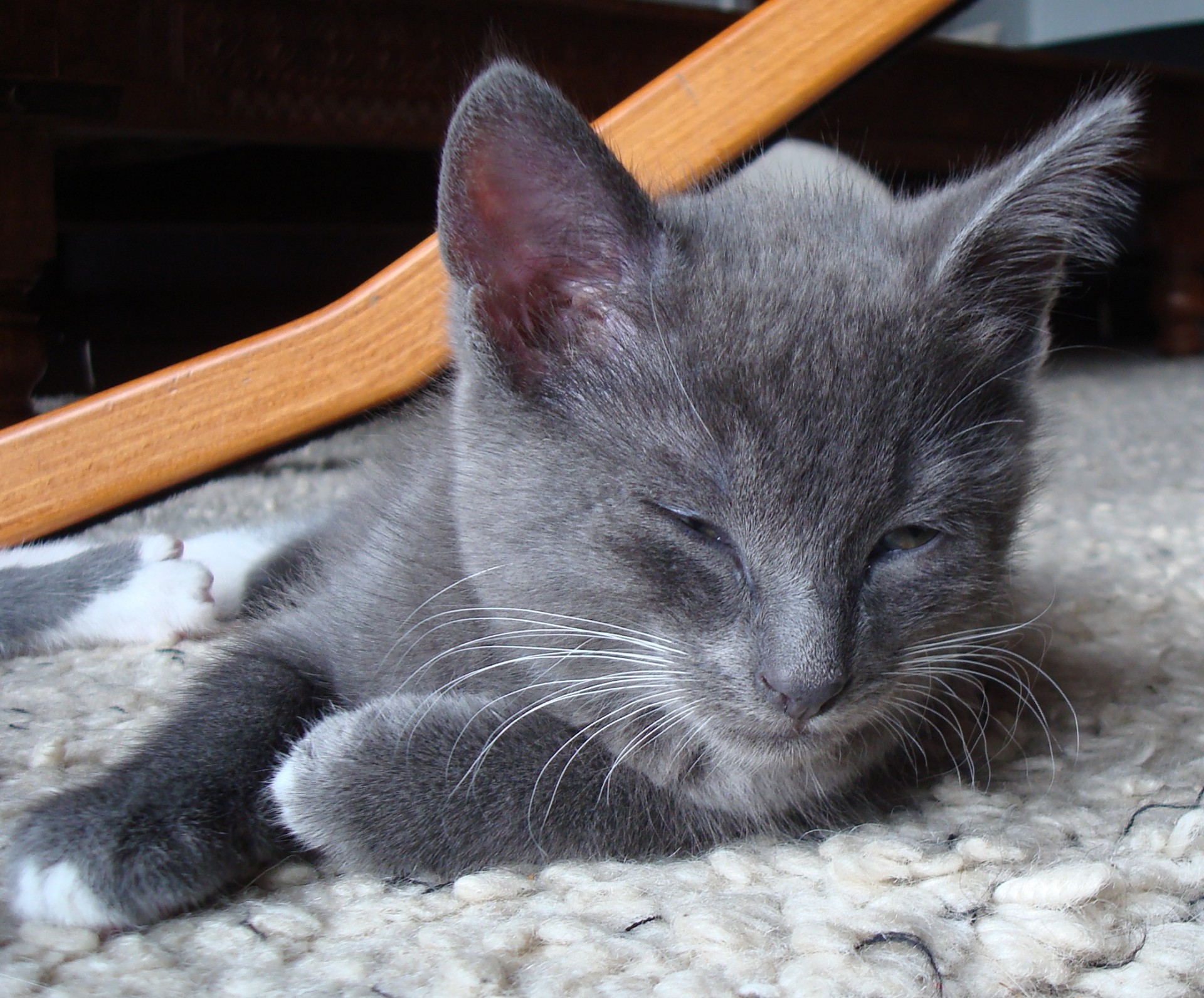 grey gray kitten free photo