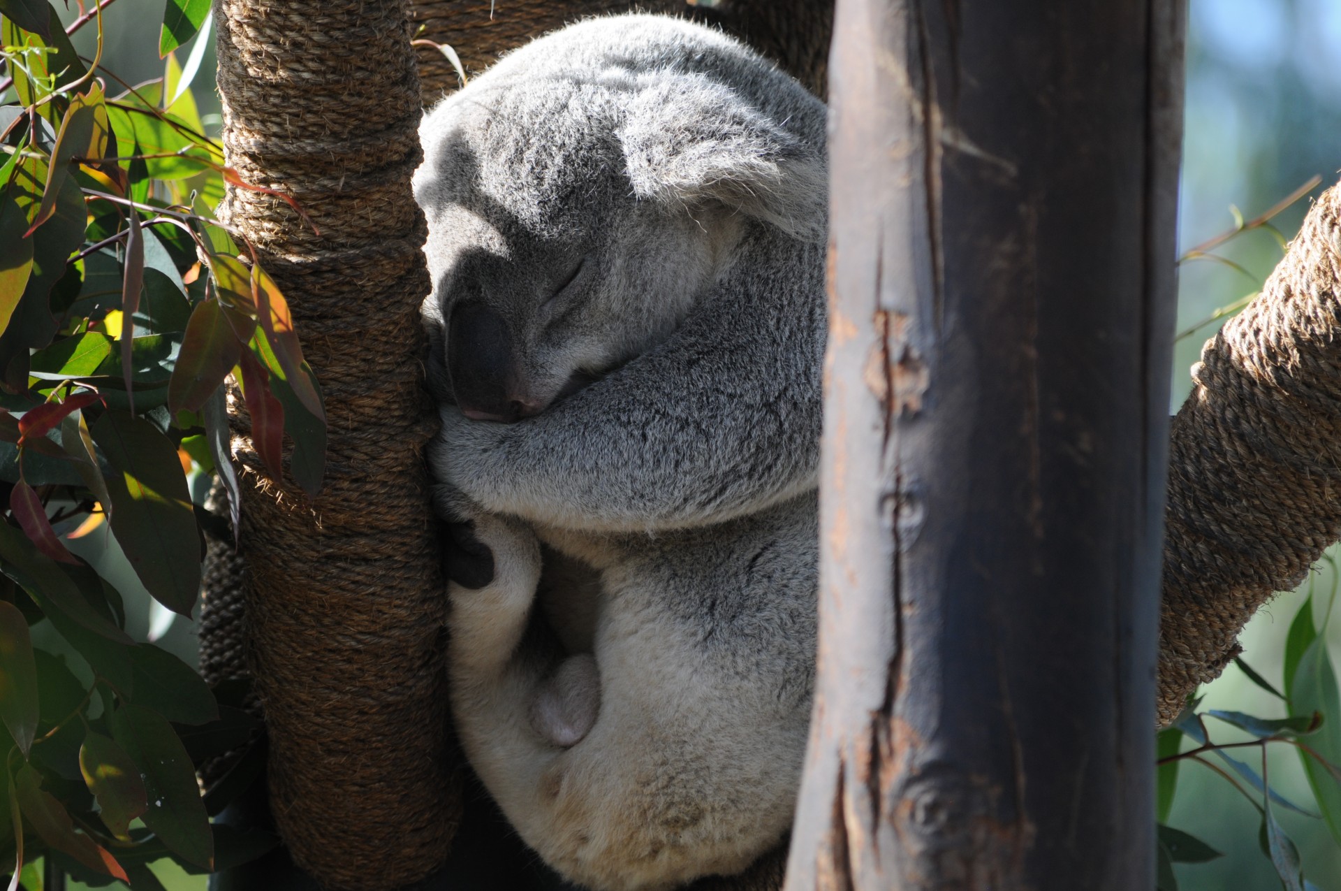 koala bear animal free photo