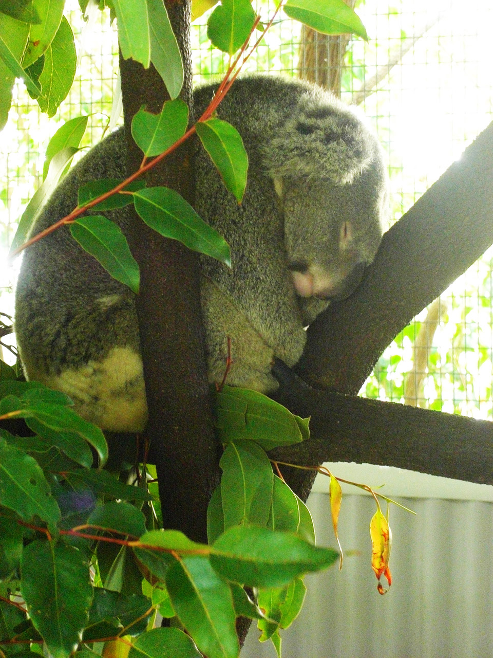 sleep sleepy koala free photo