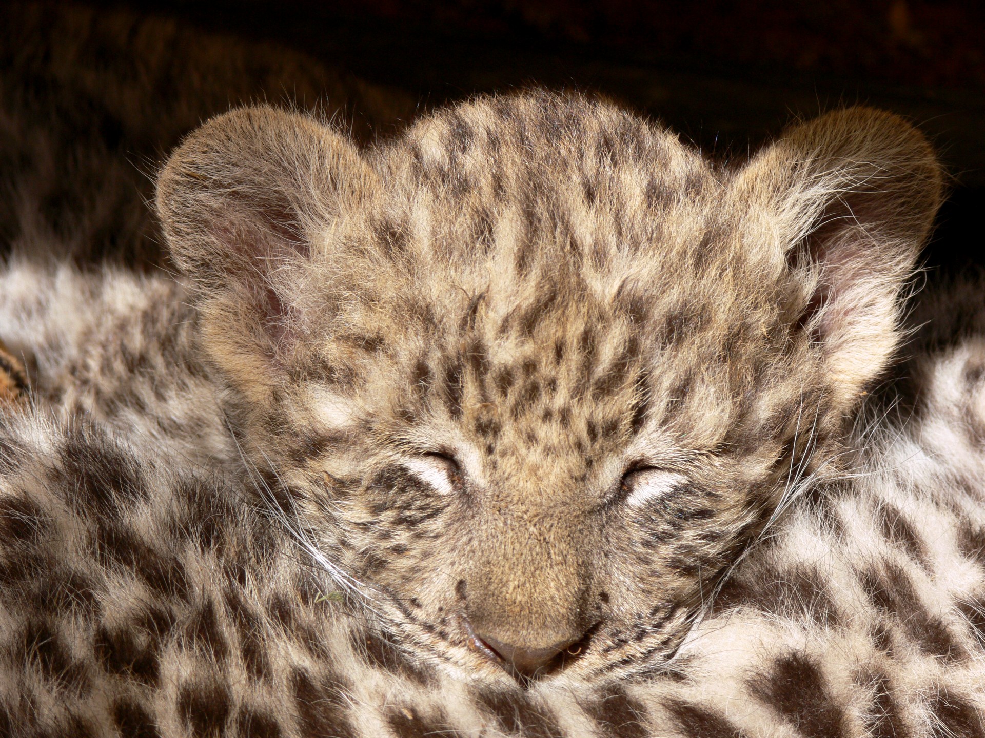 leopard cub sleeping free photo