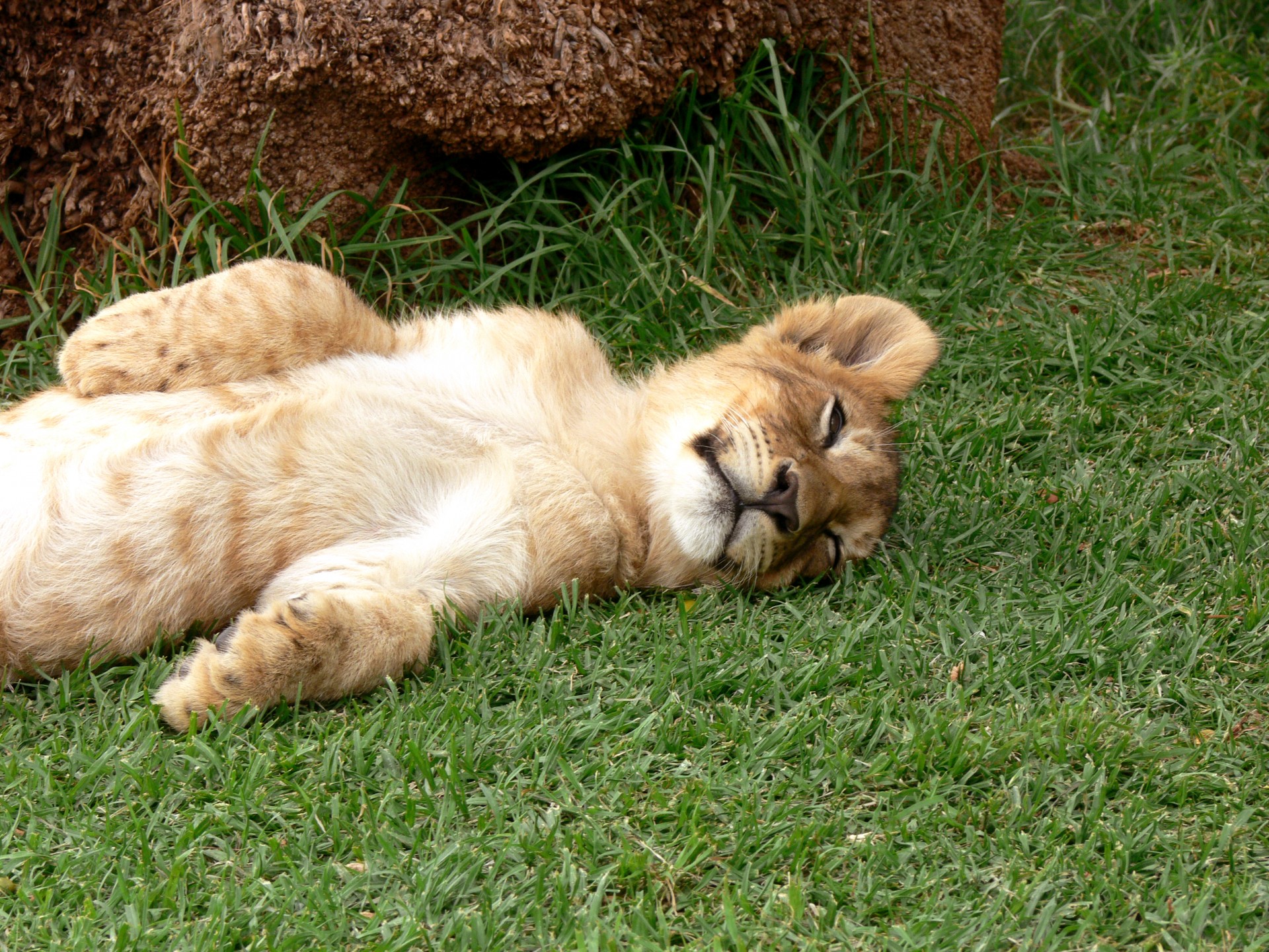 sleeping lion cub free photo