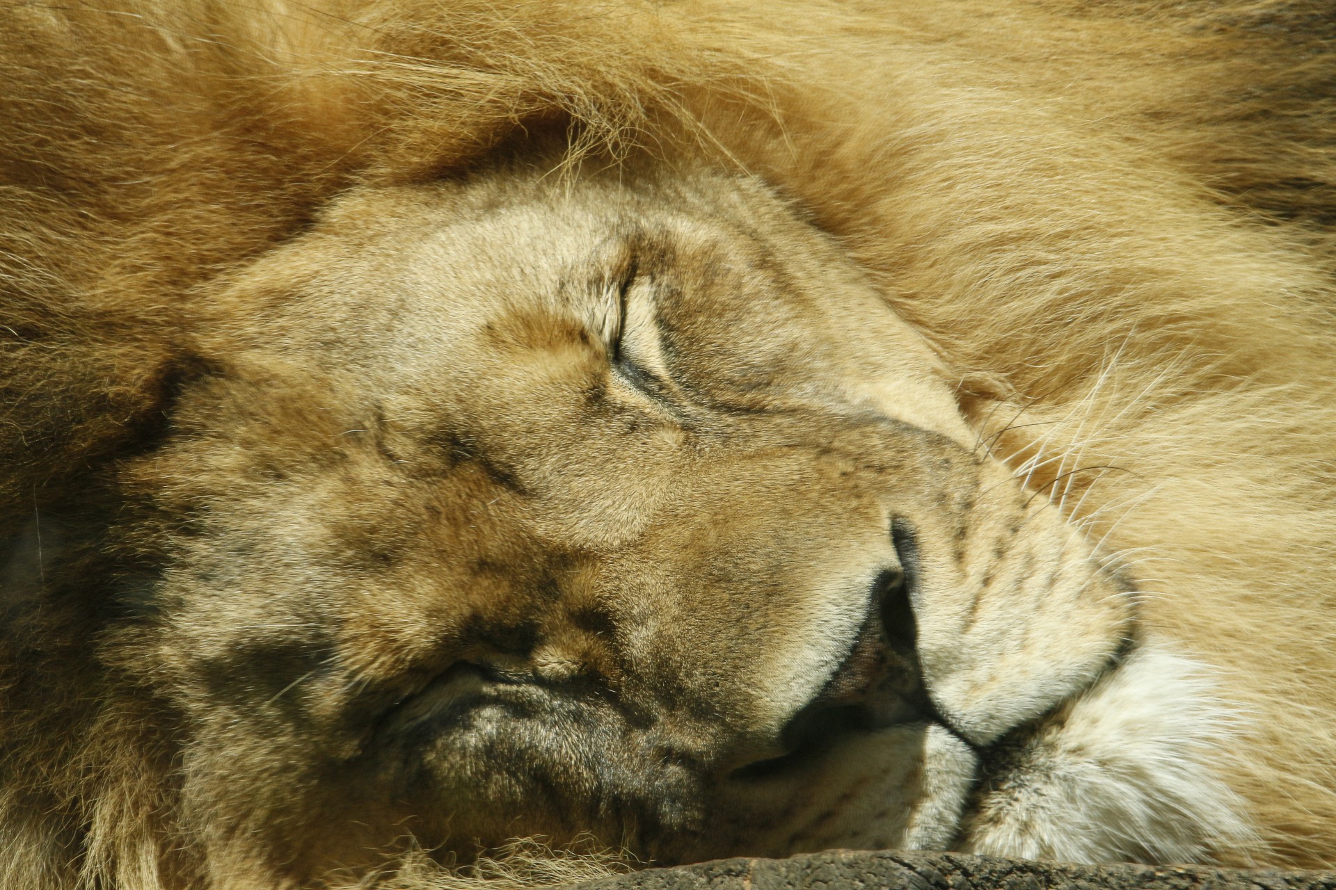 lion sleeping lion sleeping free photo