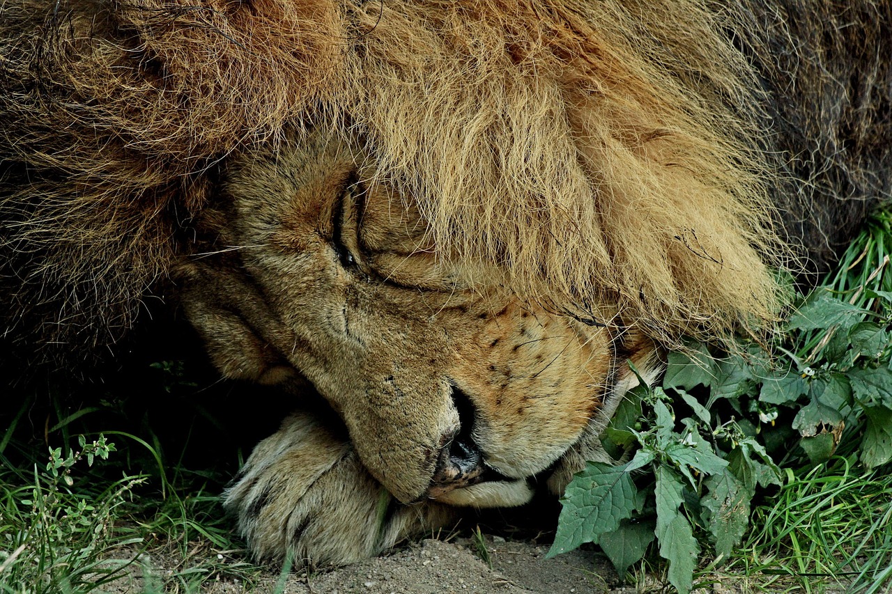 sleeping lion lion calming free photo