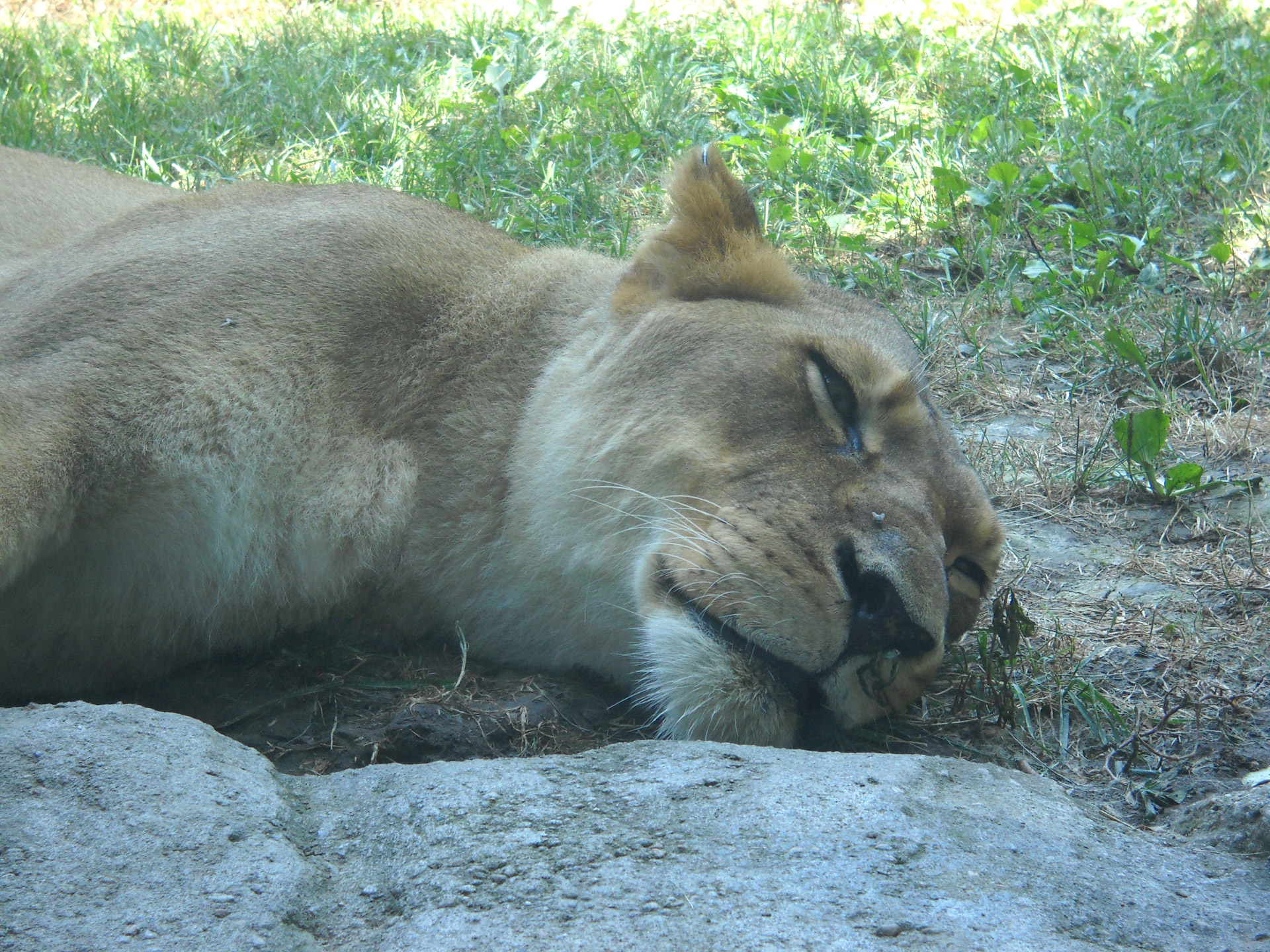 lions animals wild free photo