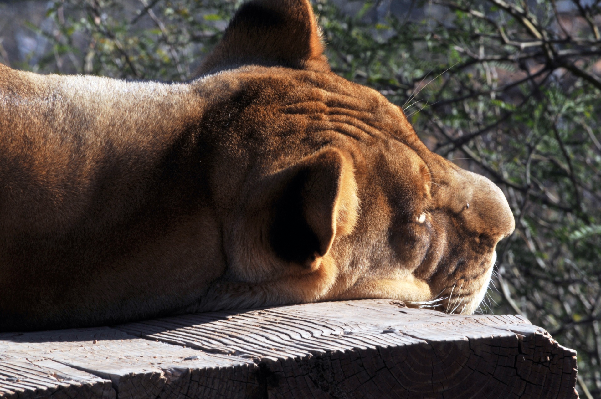 lion lioness lions free photo