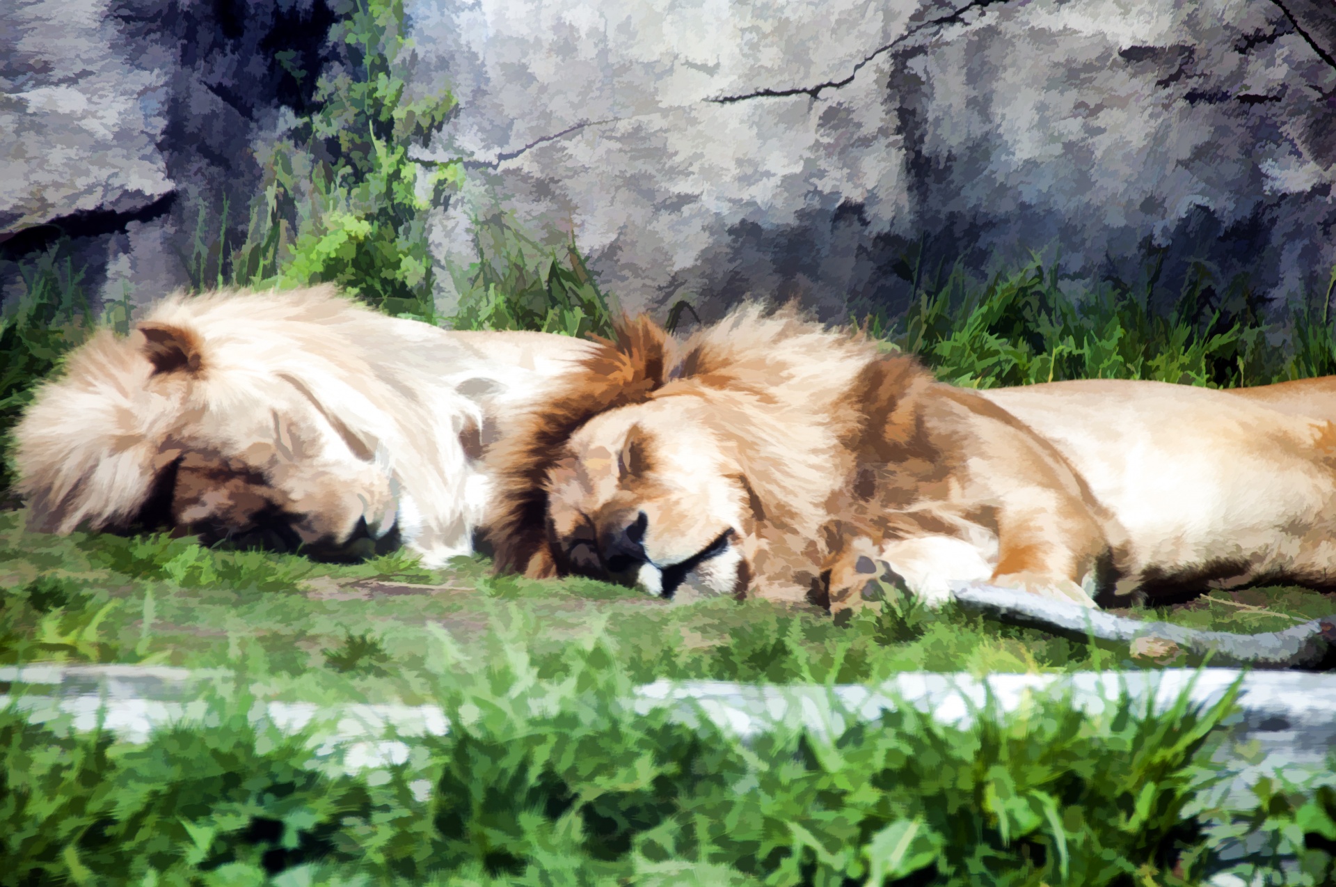 lion lions animal free photo