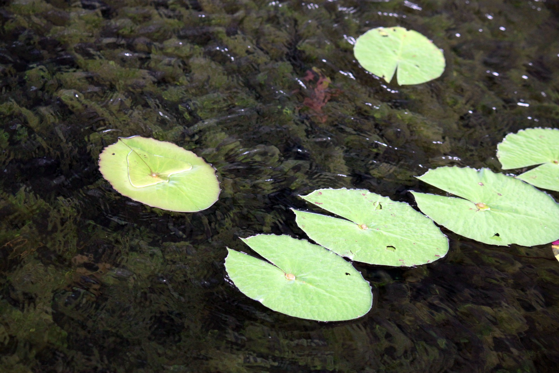 sleeping lotus leaves free photo