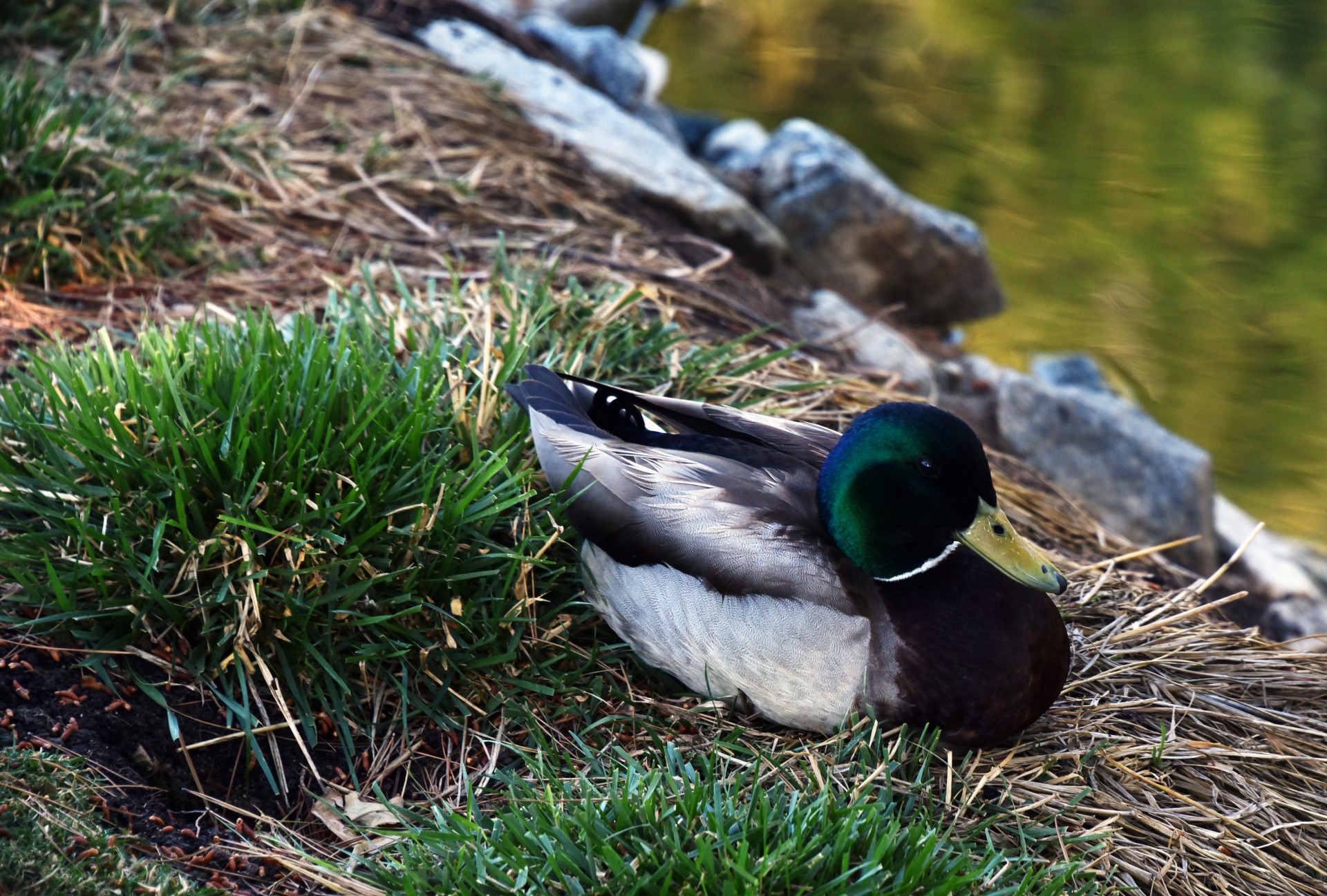 mallard duck outdoor free photo