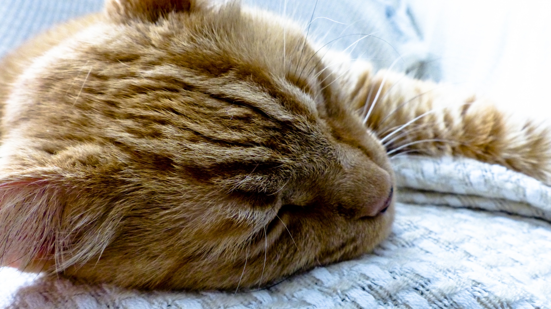 cat closeup sleeping tabby free photo