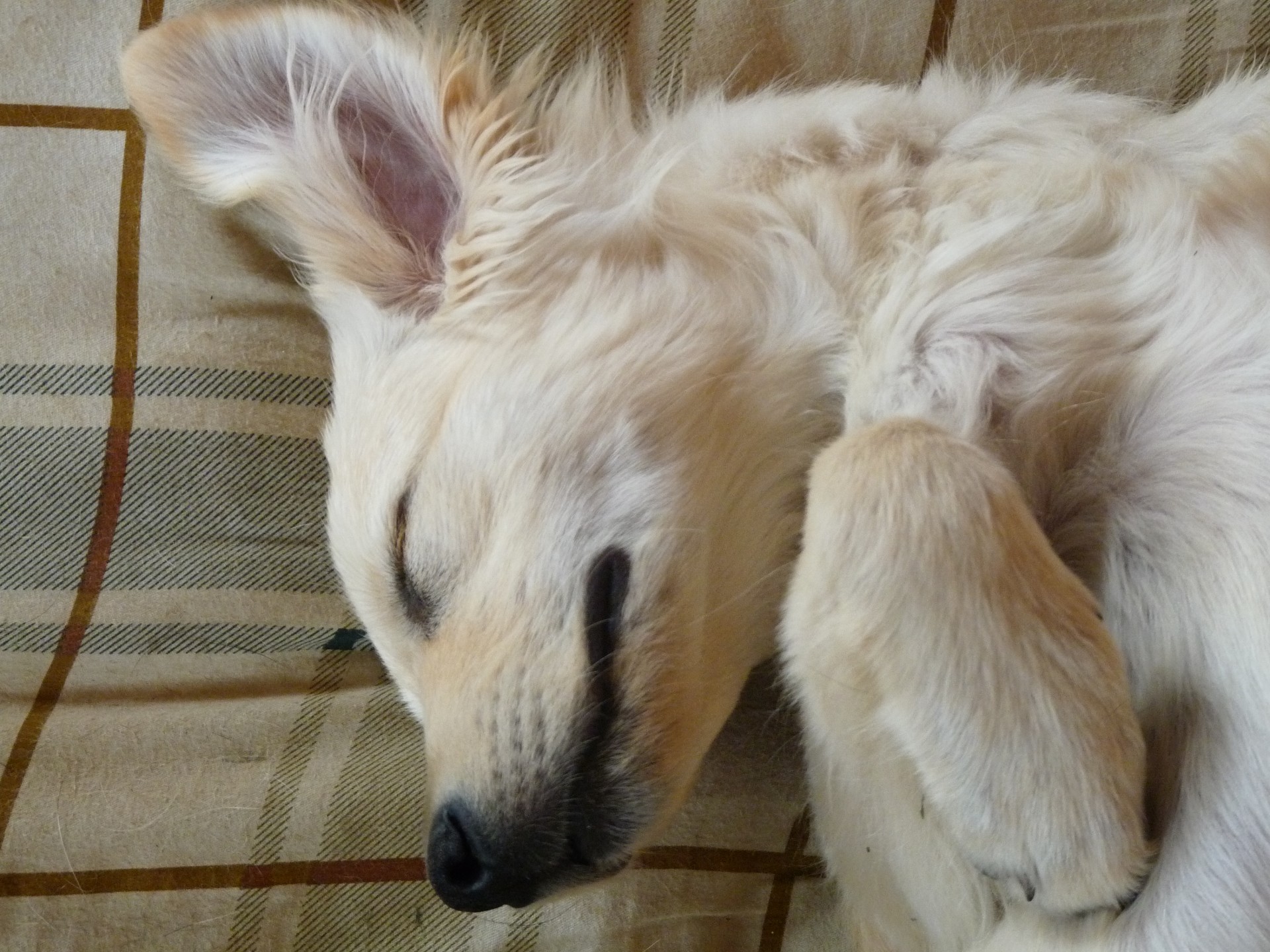 puppy golden retriever free photo