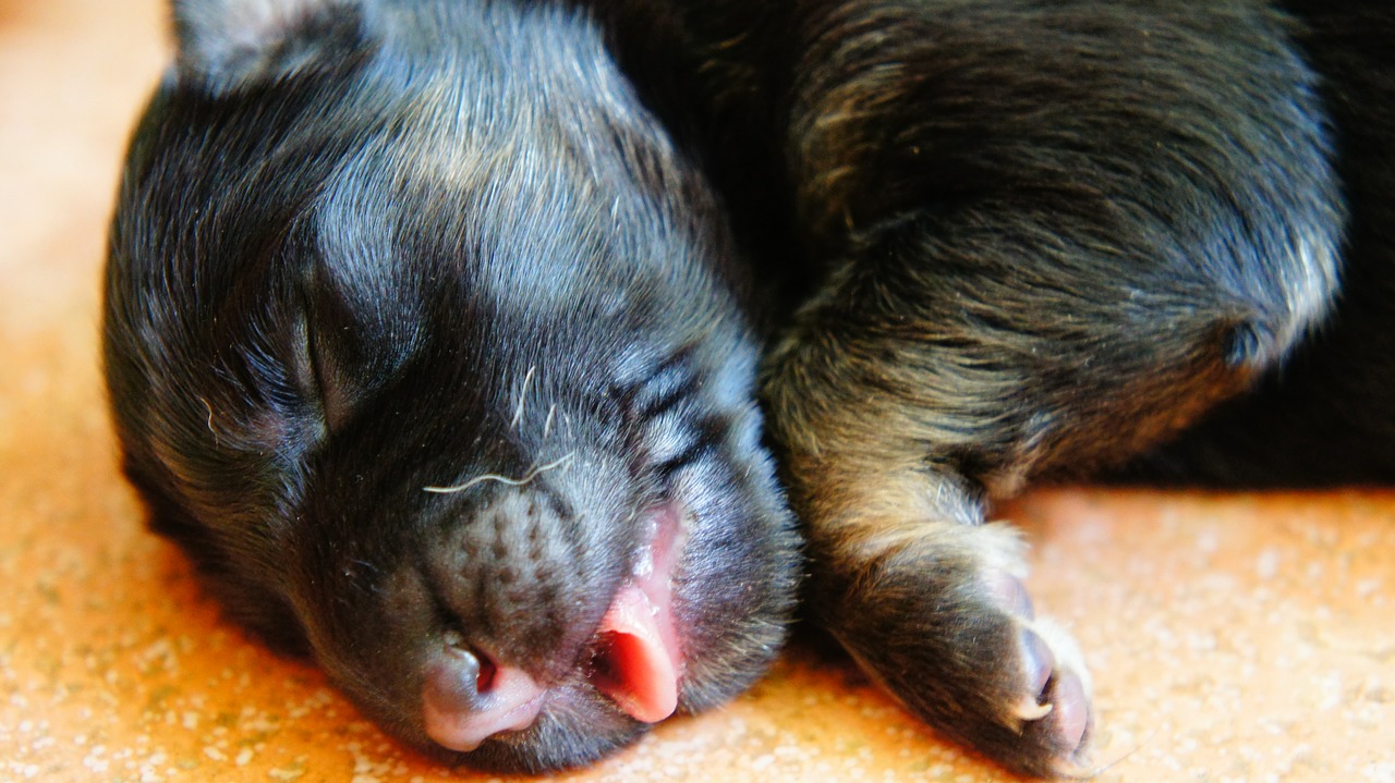 sleeping puppy puppy sleep free photo