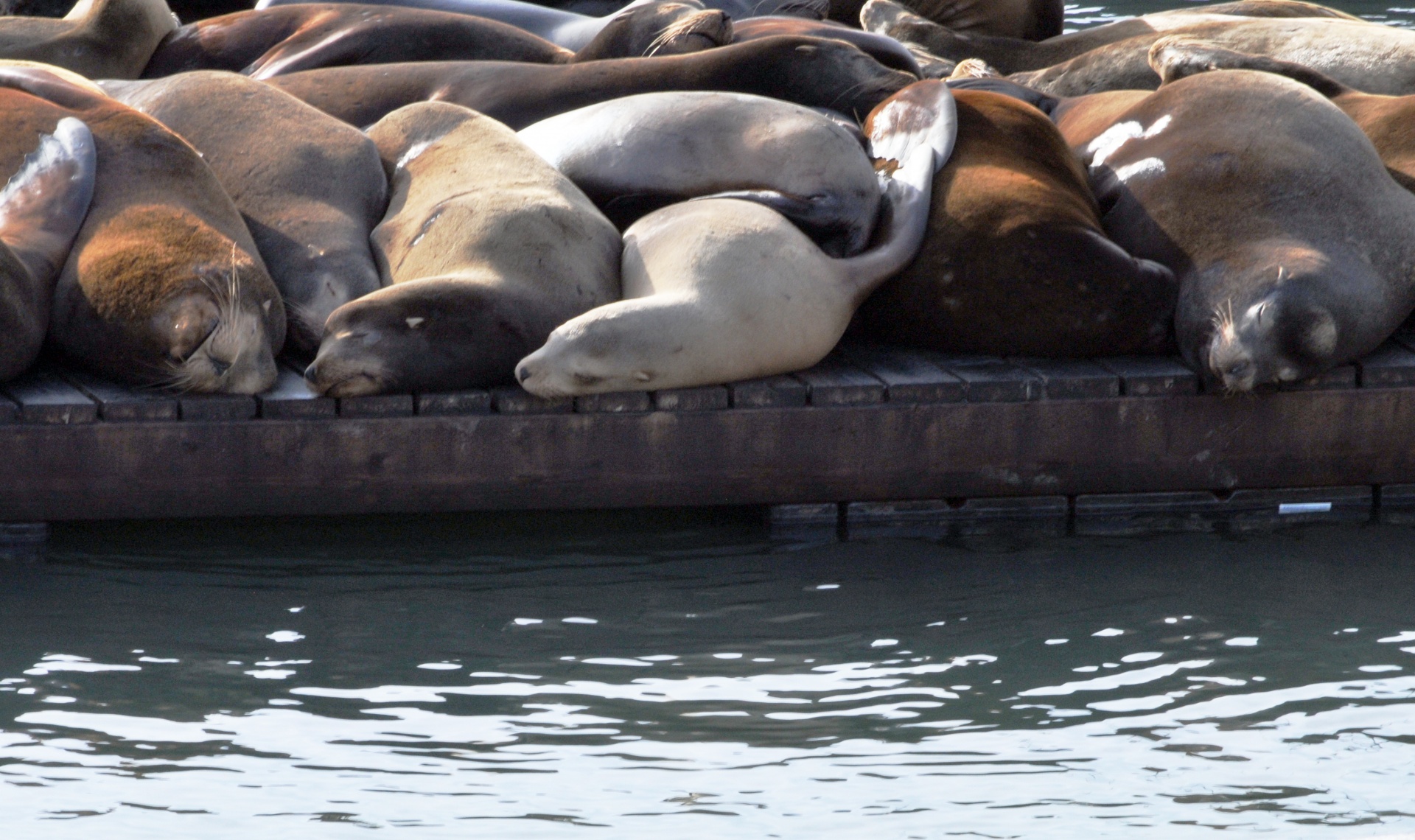 seals sea lions water free photo
