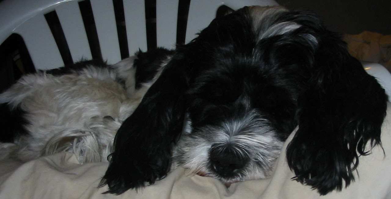 spaniel sleeping ears free photo