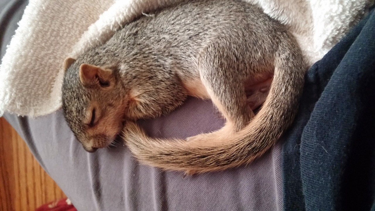 sleeping squirrel squirrel wildlife free photo
