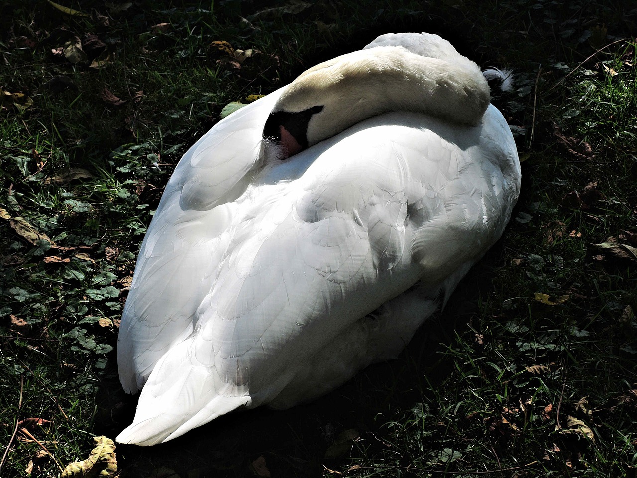 sleeping swan wild bird nature free photo